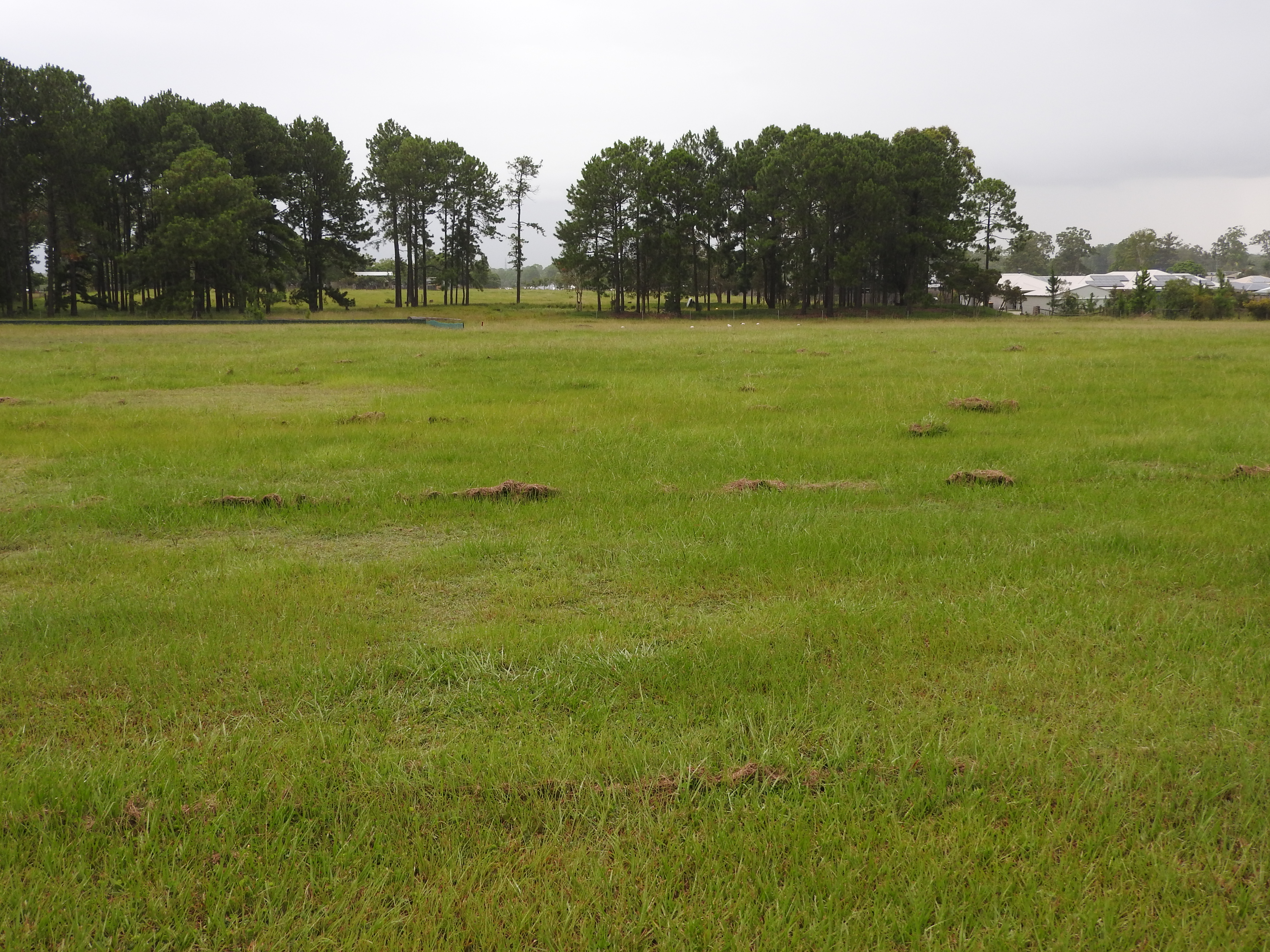 Lot Lot 2 15 Denmont Street, Elimbah, QLD, 4516, Elimbah - Thumbnail 3