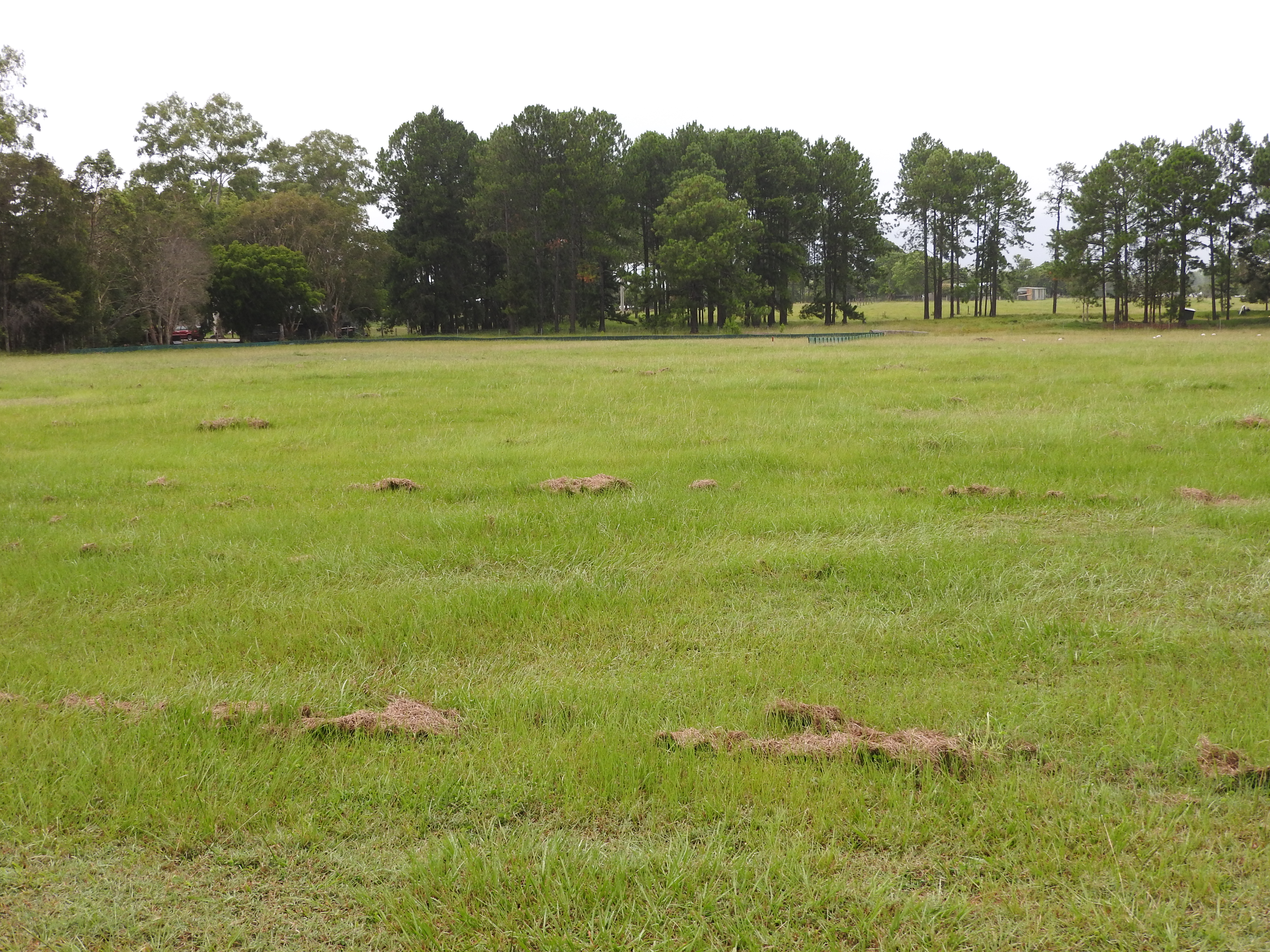 Lot Lot 2 15 Denmont Street, Elimbah, QLD, 4516, Elimbah - Thumbnail 5