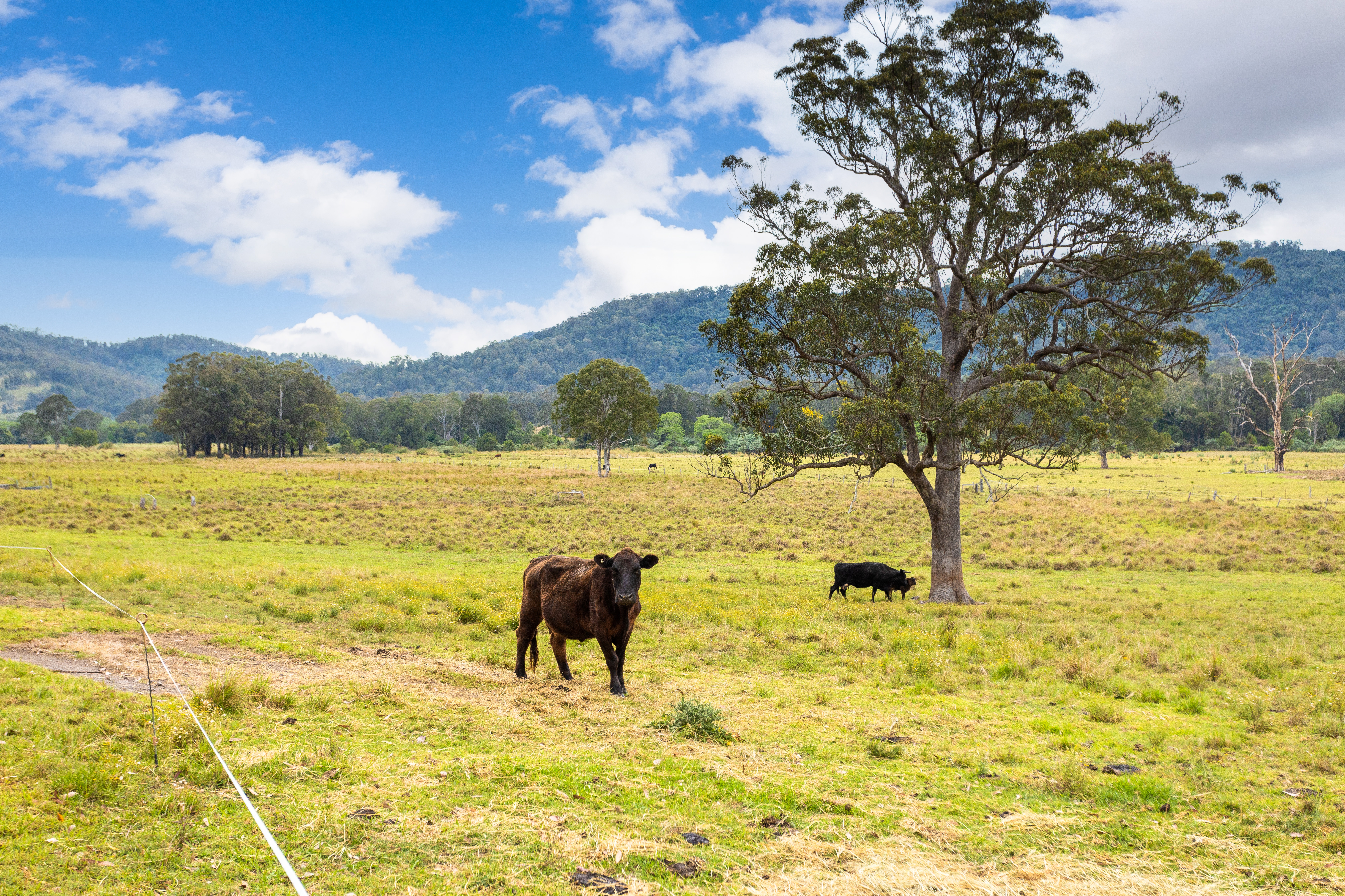 561 Kimbriki Road, Kimbriki For Sale by Farmbuy.com - image 8