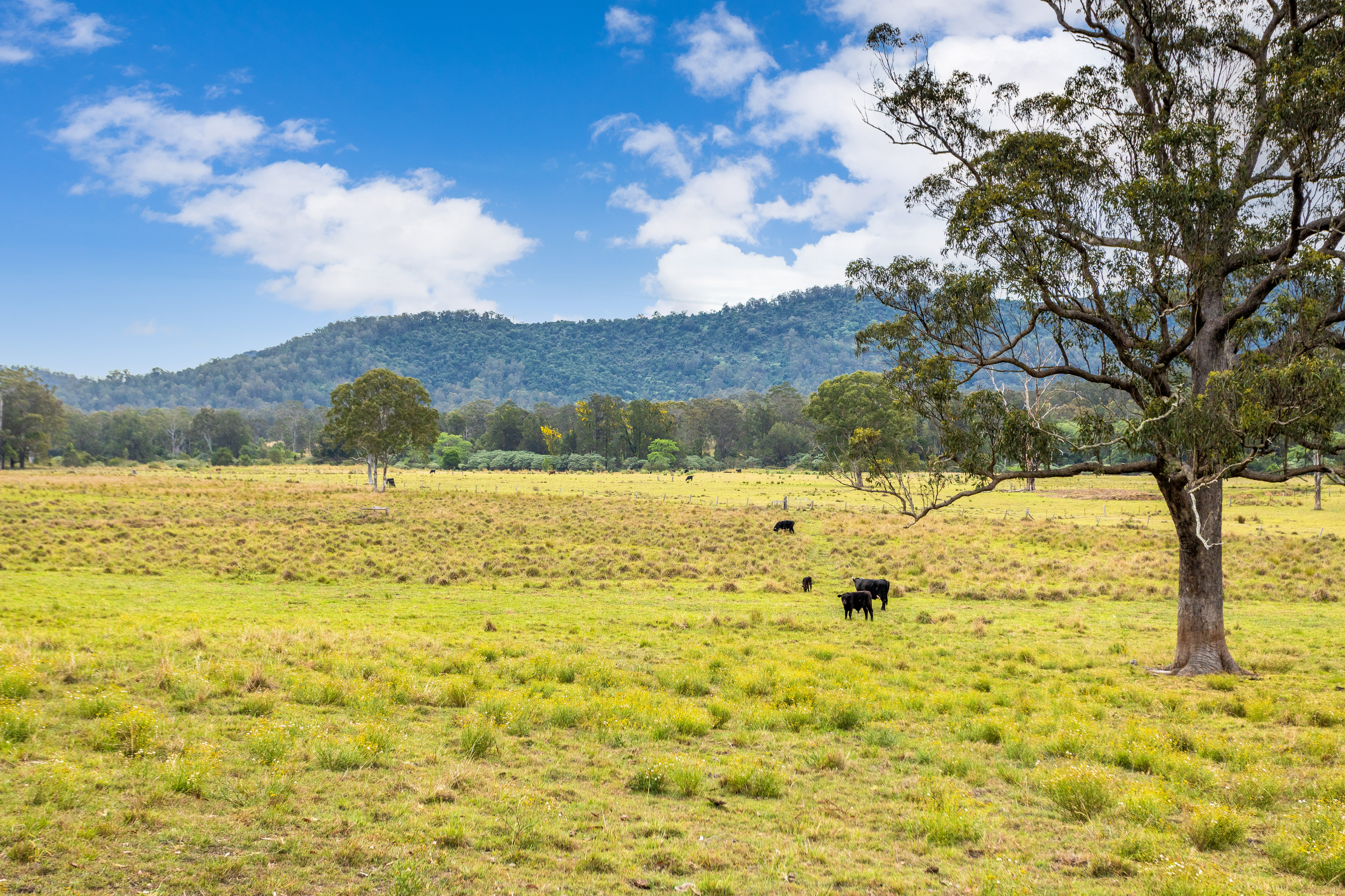 561 Kimbriki Road, Kimbriki For Sale by Farmbuy.com - image 10
