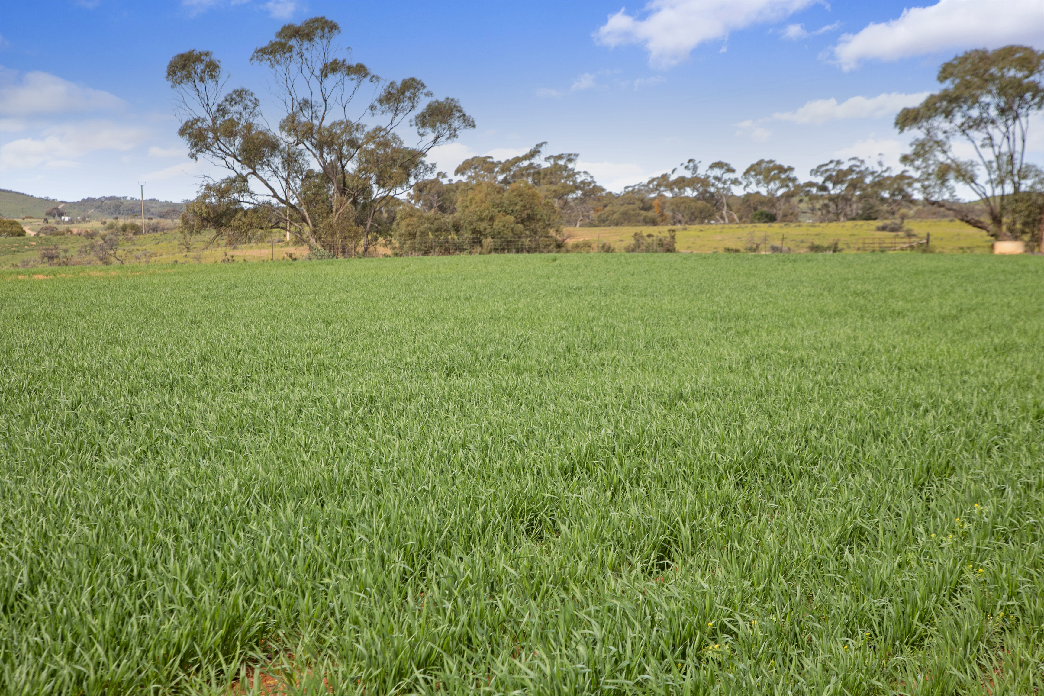 'Turner's' Arthur Road, Orroroo For Sale by Farmbuy.com - image 10