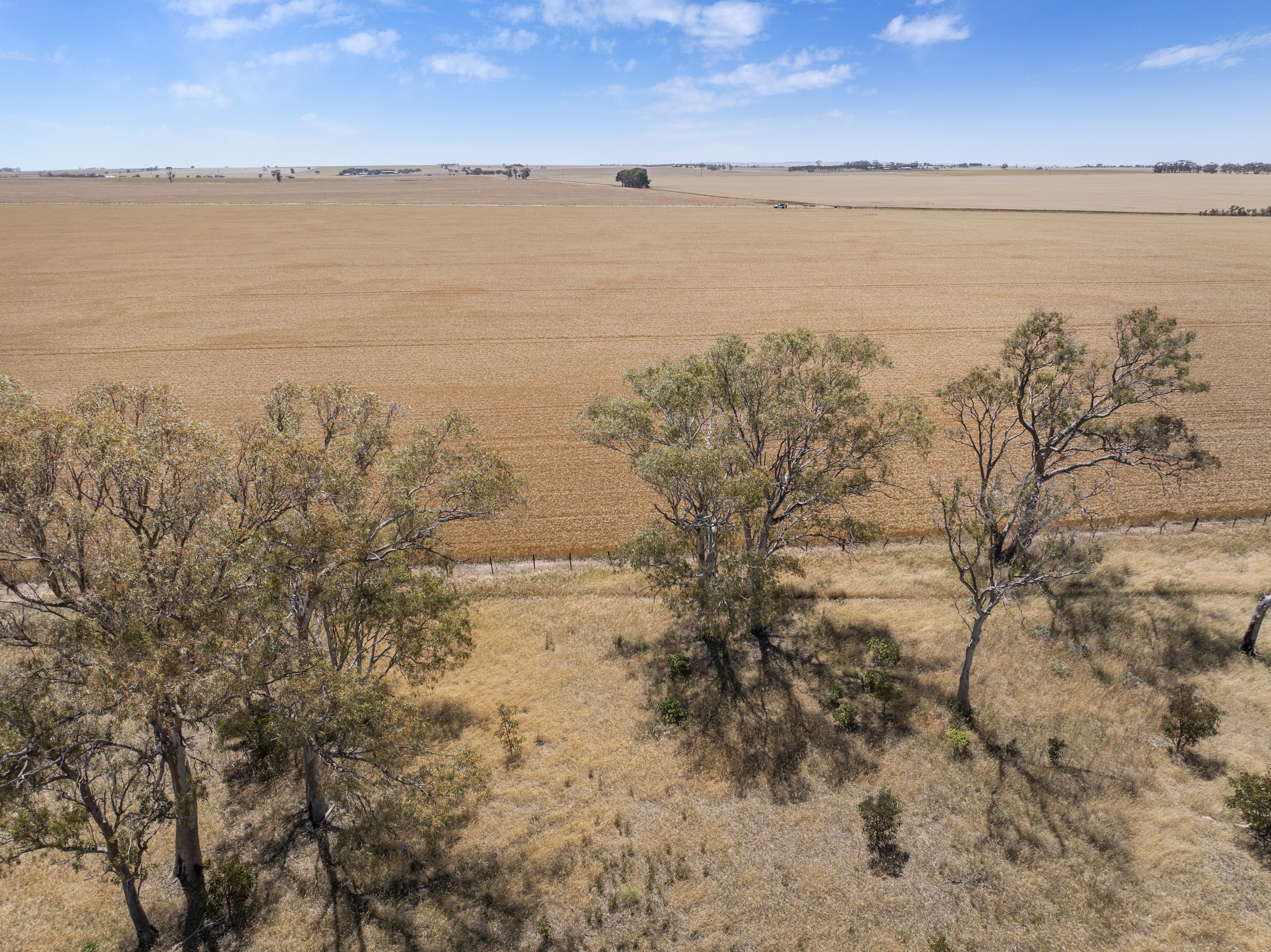 'Ryans' Severins Road, Freeling Auction by Farmbuy.com - image 8