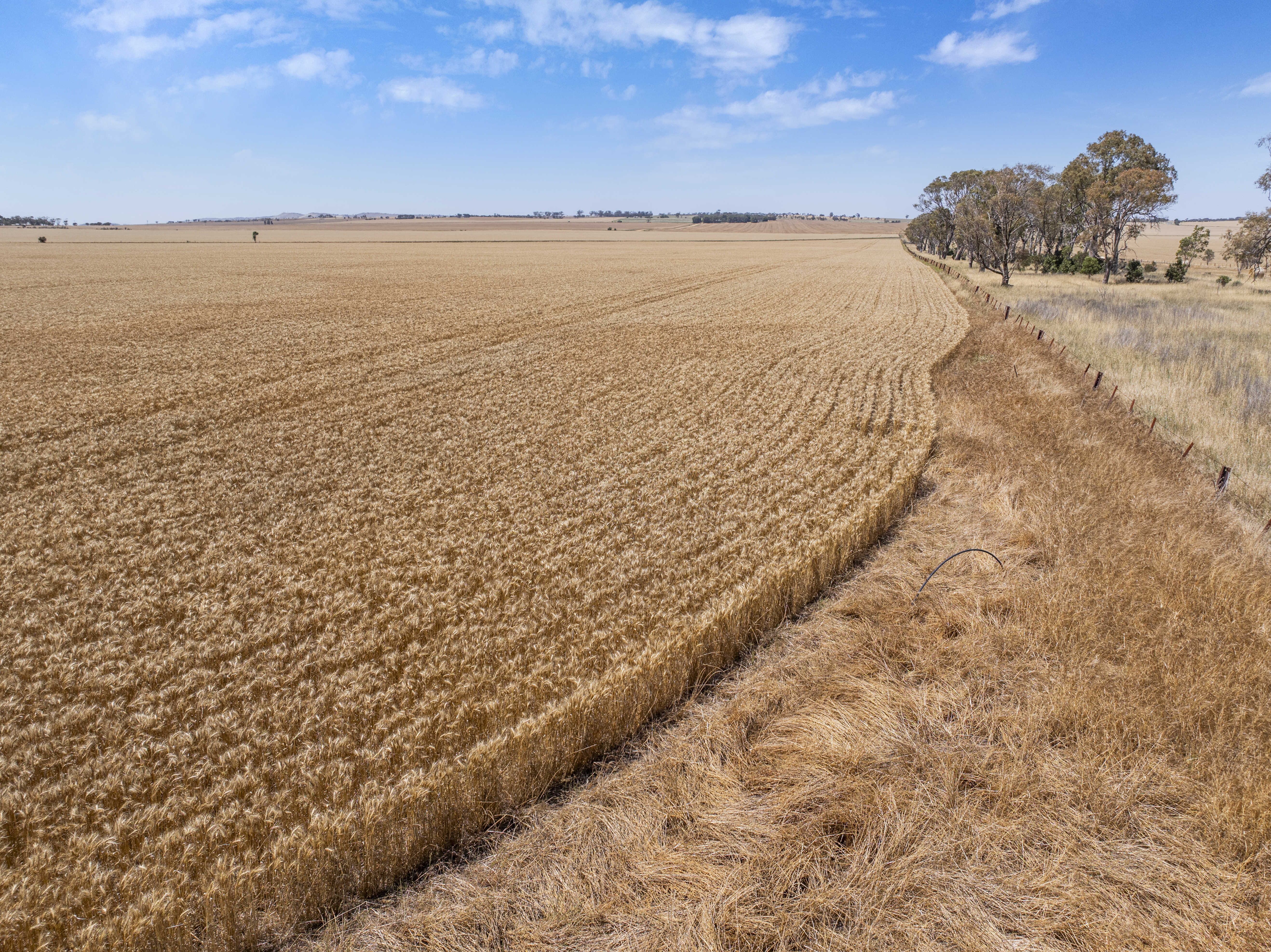 'Ryans' Severins Road, Freeling Auction by Farmbuy.com - image 12