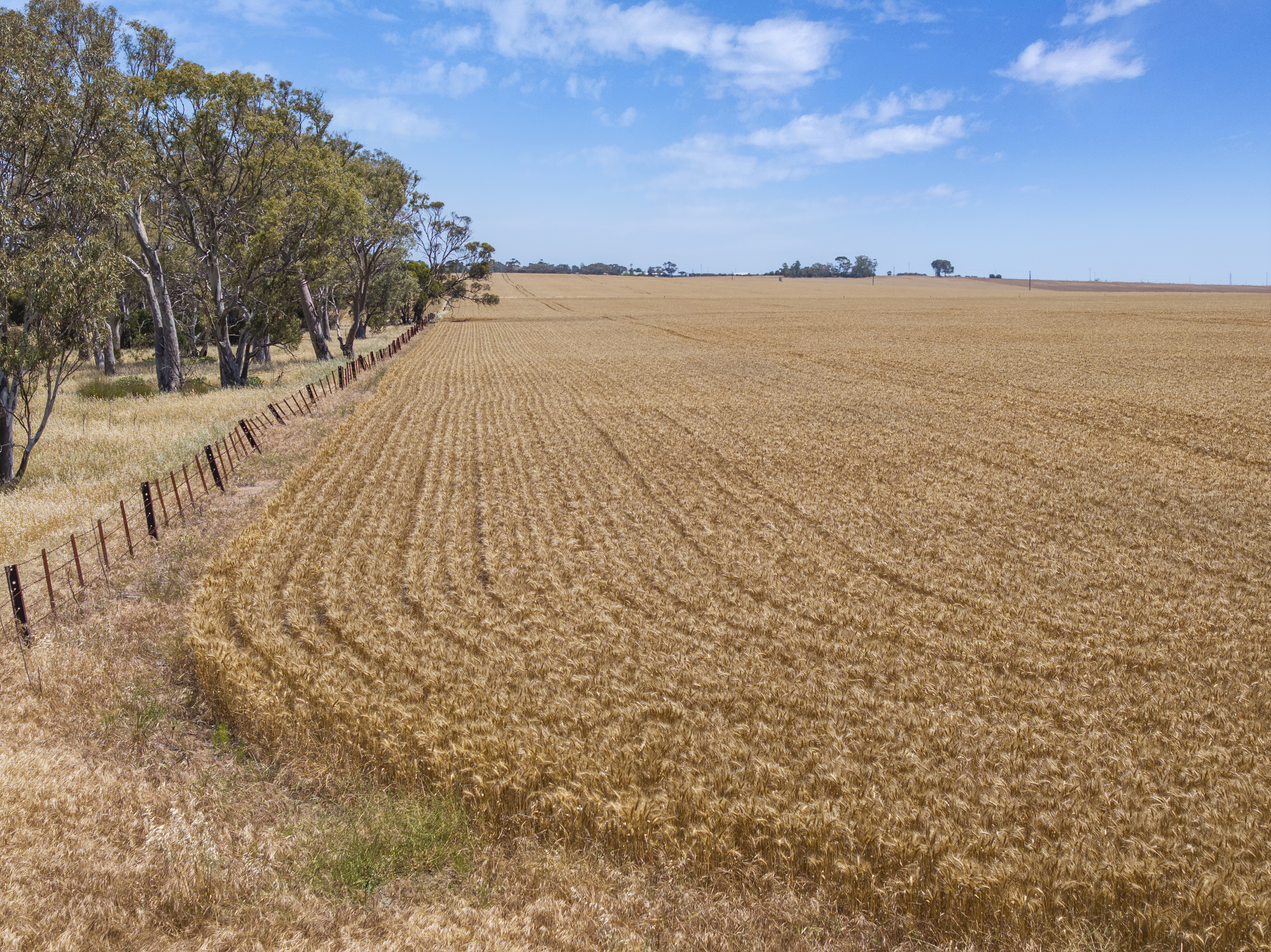 'Ryans' Severins Road, Freeling Auction by Farmbuy.com - image 13