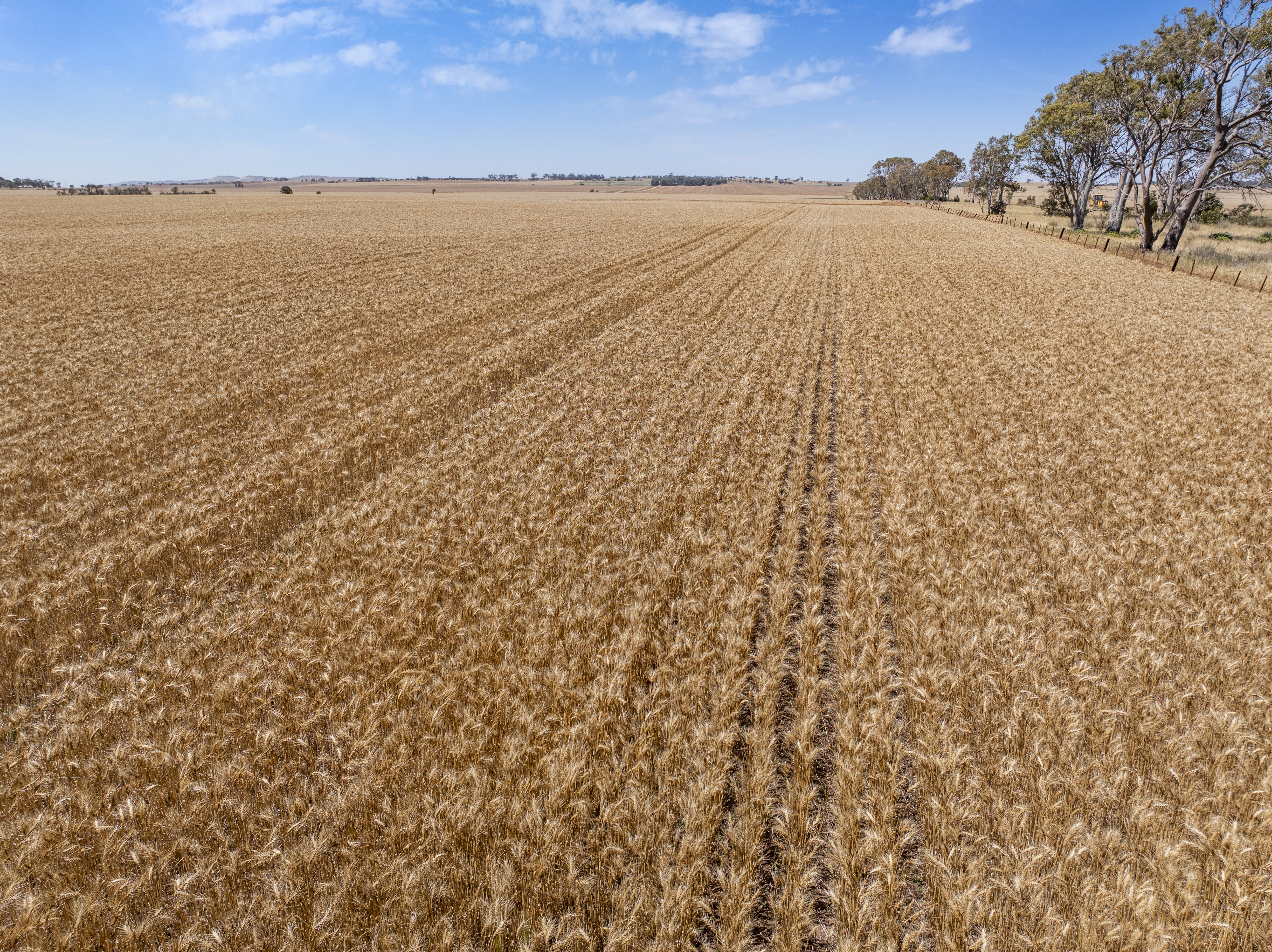 'Ryans' Severins Road, Freeling Auction by Farmbuy.com - image 3