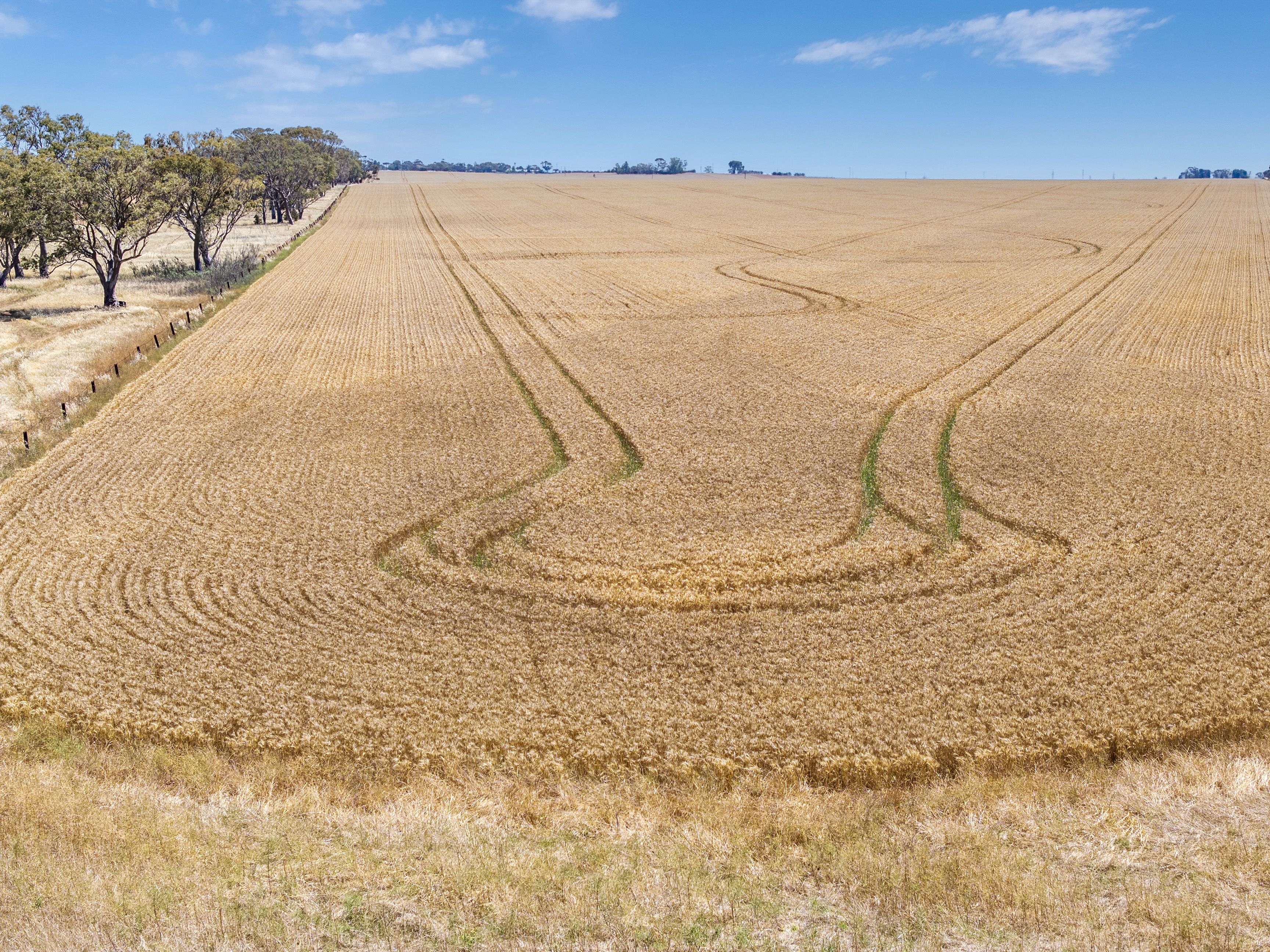 'Ryans' Severins Road, Freeling Auction by Farmbuy.com - image 14