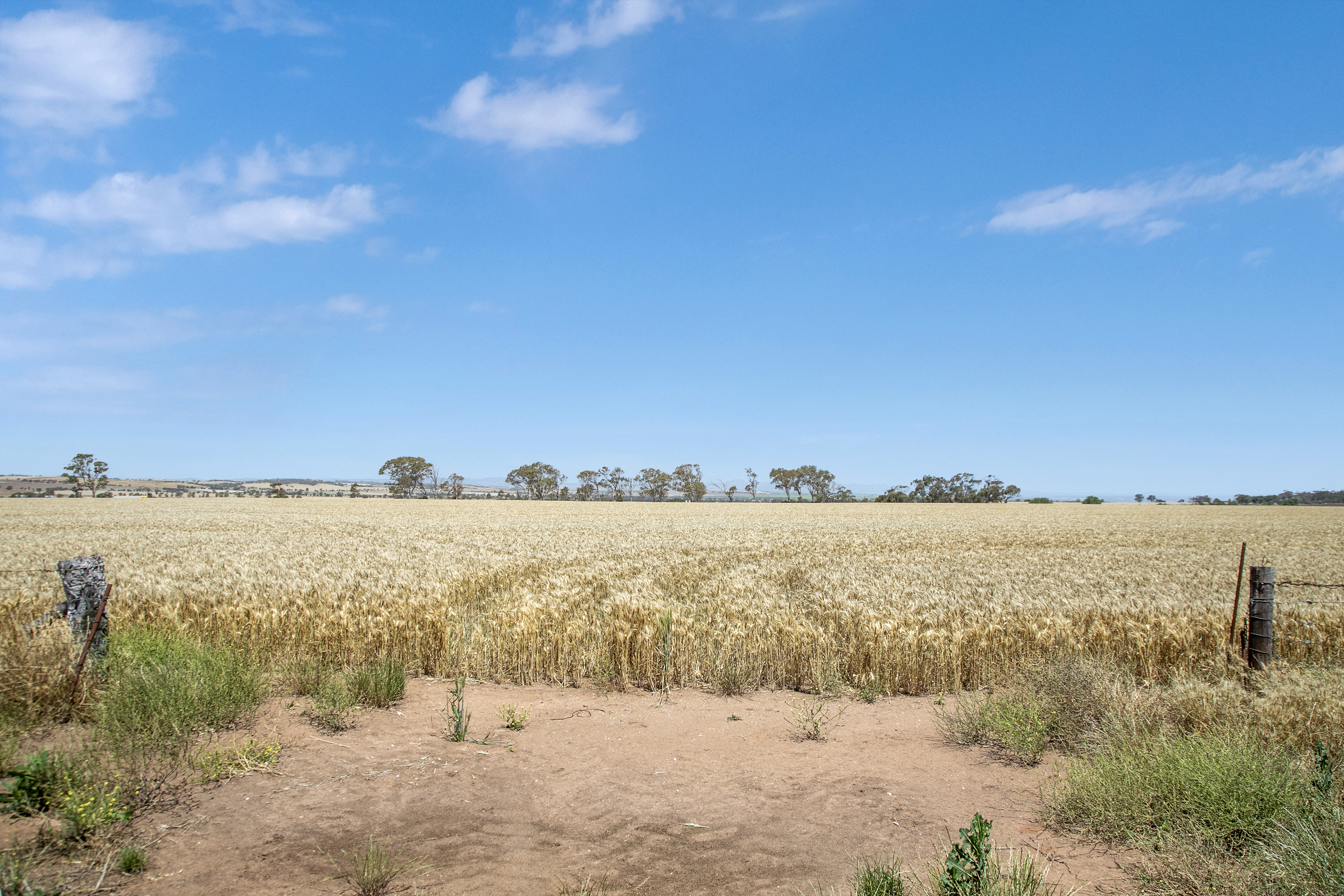 'Ryans' Severins Road, Freeling Auction by Farmbuy.com - image 7