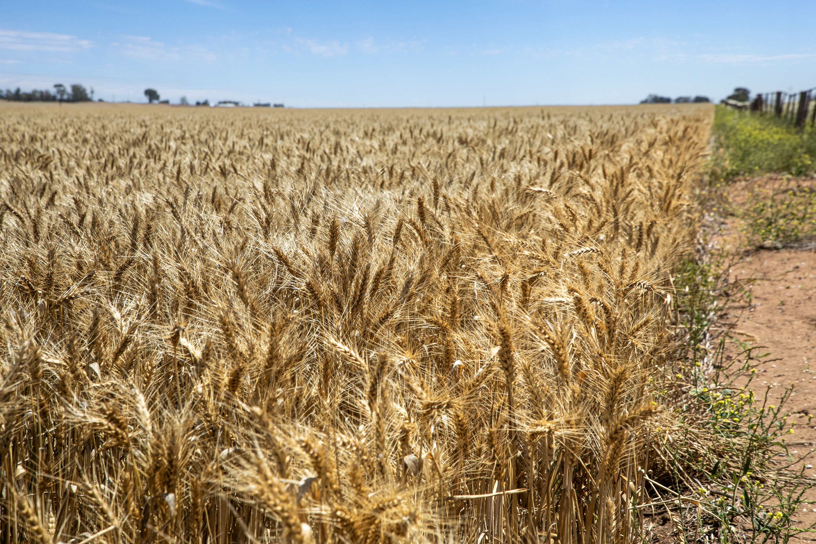 'Ryans' Severins Road, Freeling SA 5372