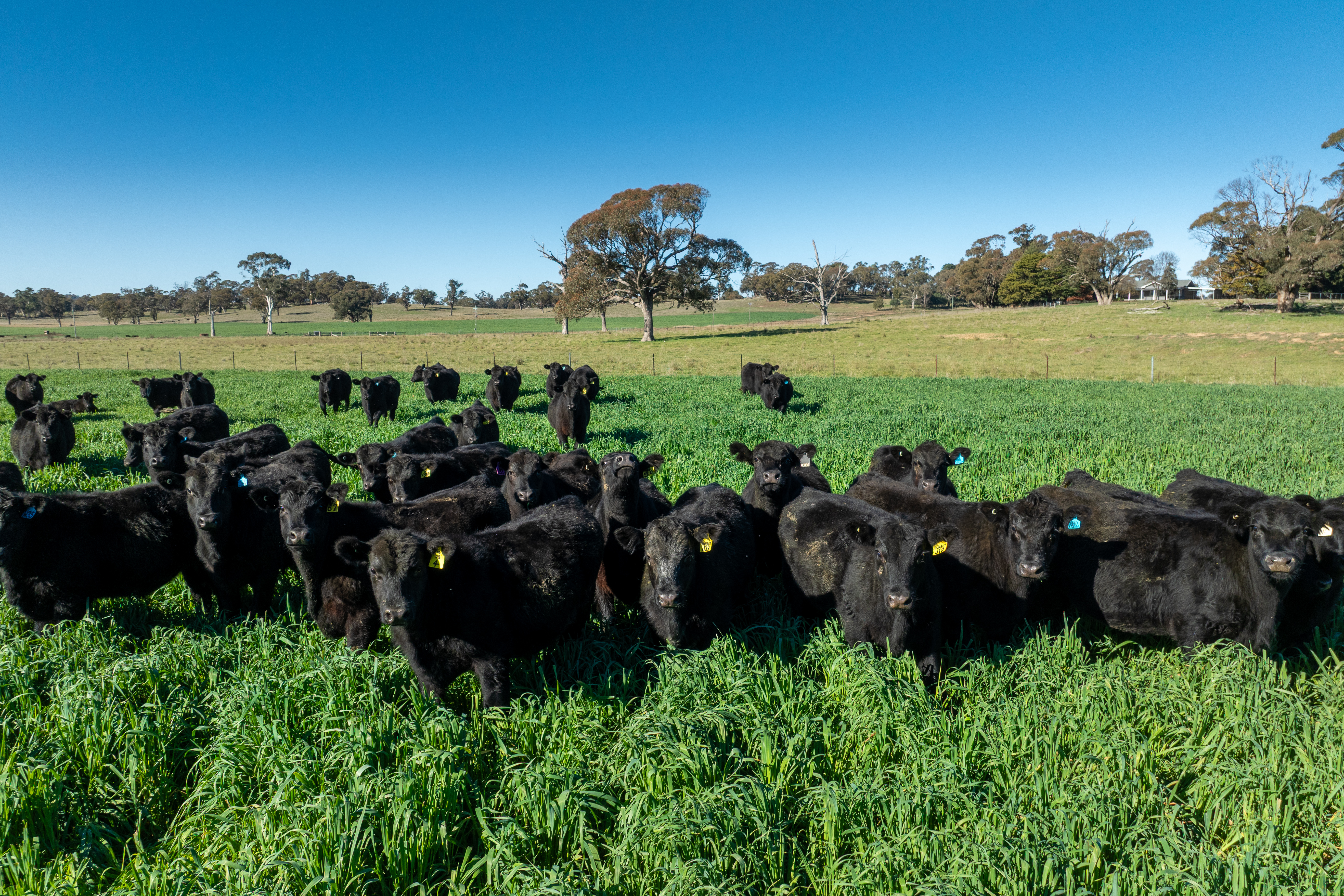 'Blairgowrie' 90 Sunset Hills Road, Neville NSW 2799