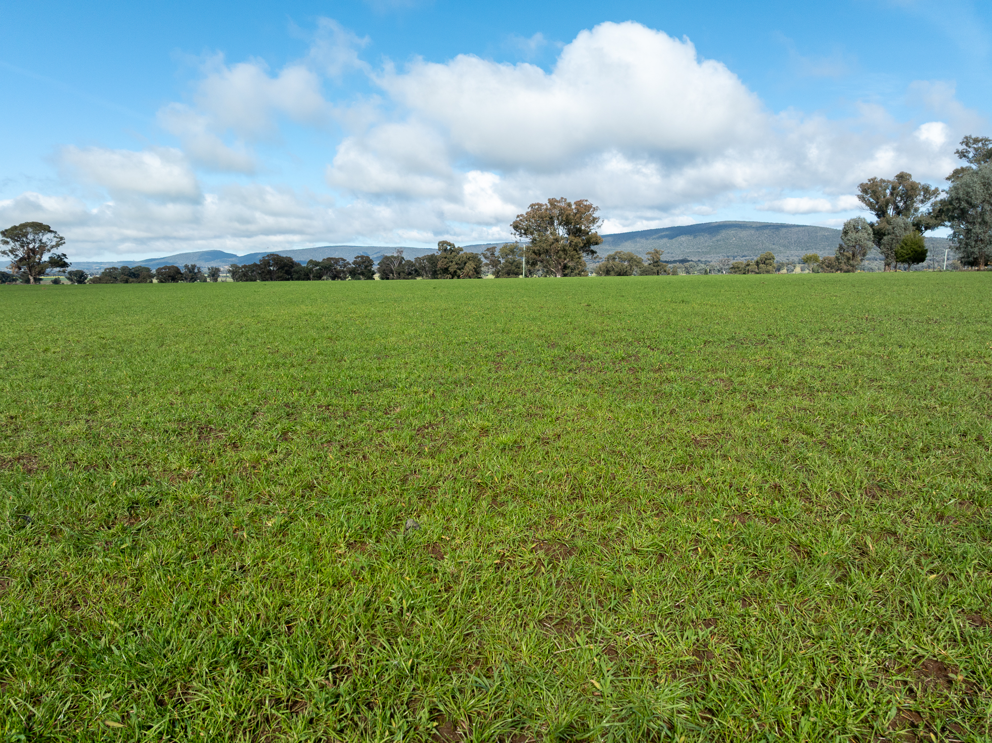 Lot 1 Sheep Station Road, Cowra For Sale by Farmbuy.com - image 4