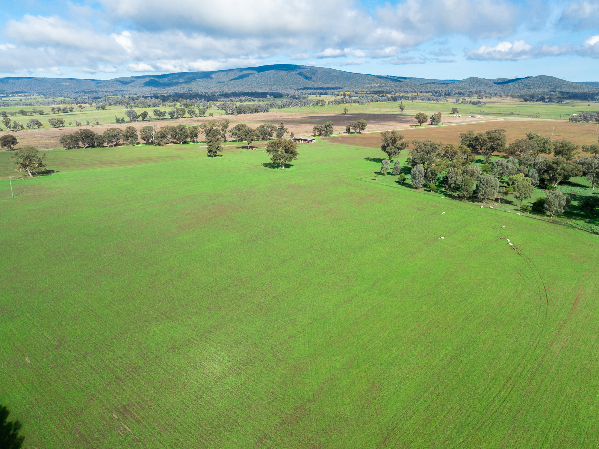 Lot 1 Sheep Station Road, Cowra For Sale by Farmbuy.com - image 7