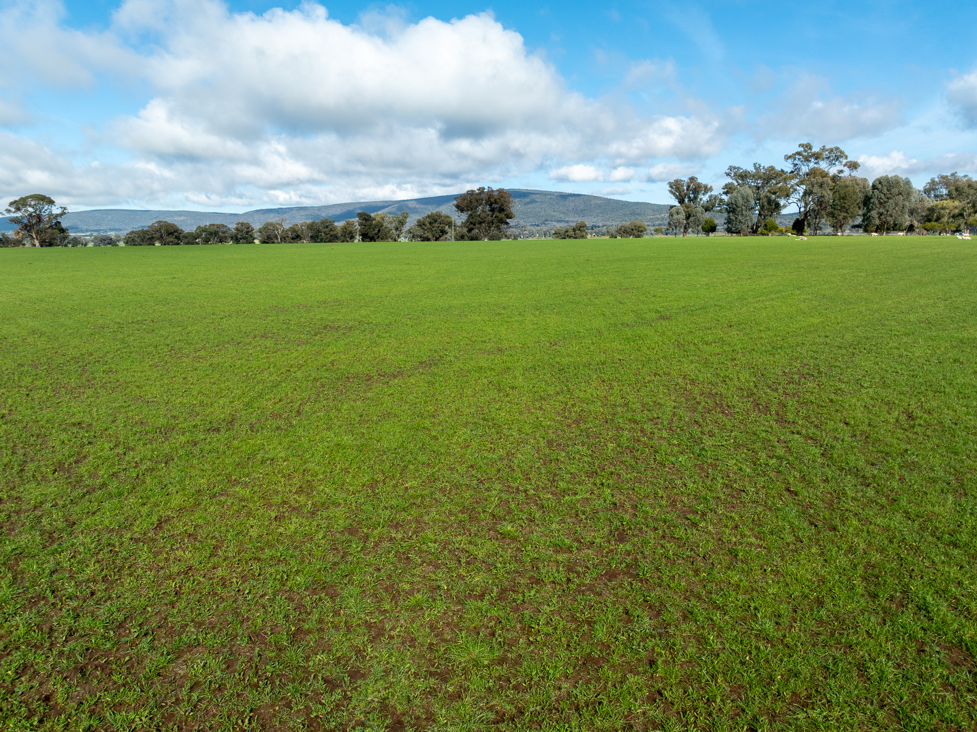 Lot 1 Sheep Station Road, Cowra For Sale by Farmbuy.com - image 9