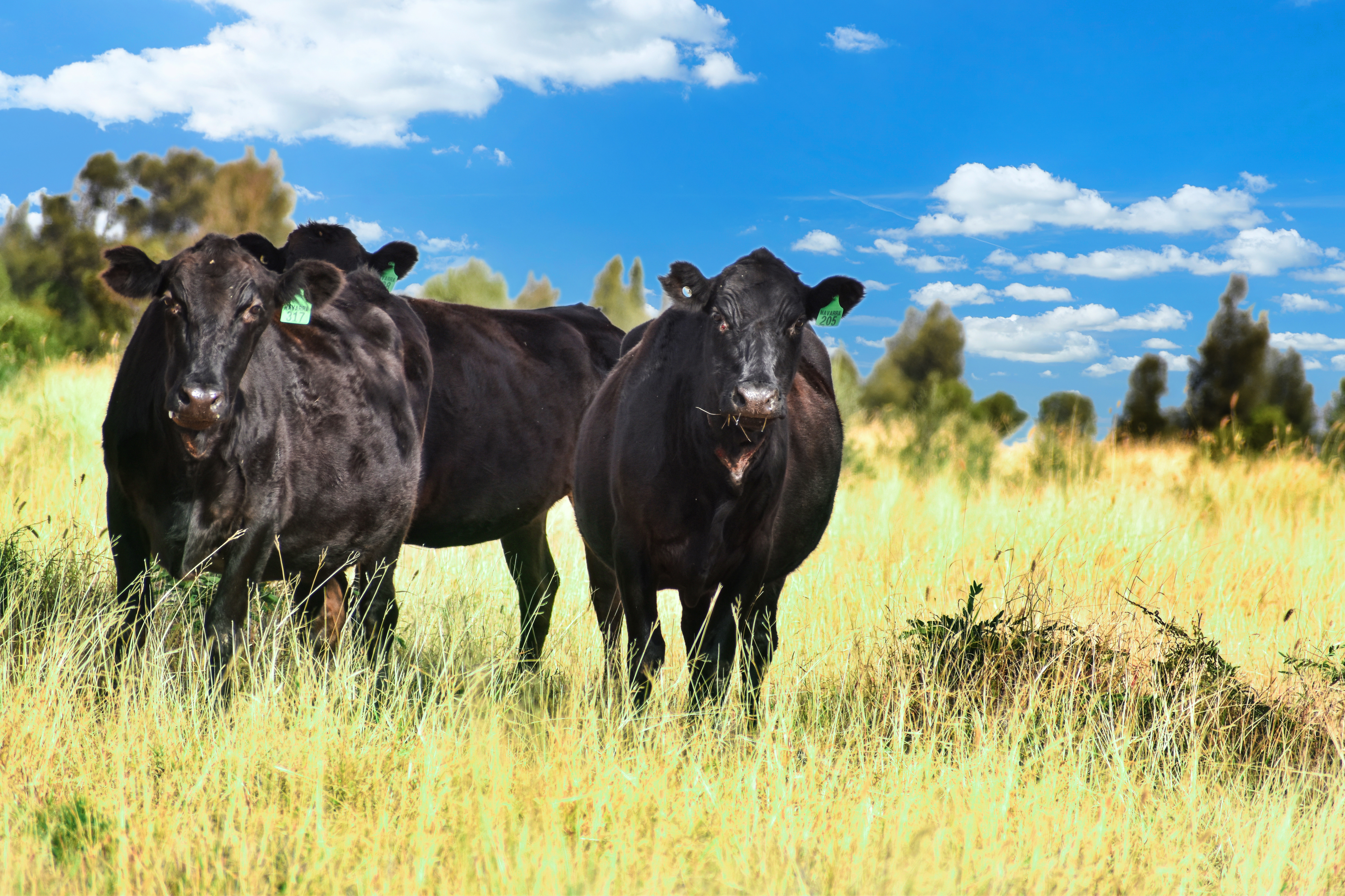 " Kooringa ", Roma QLD 4455