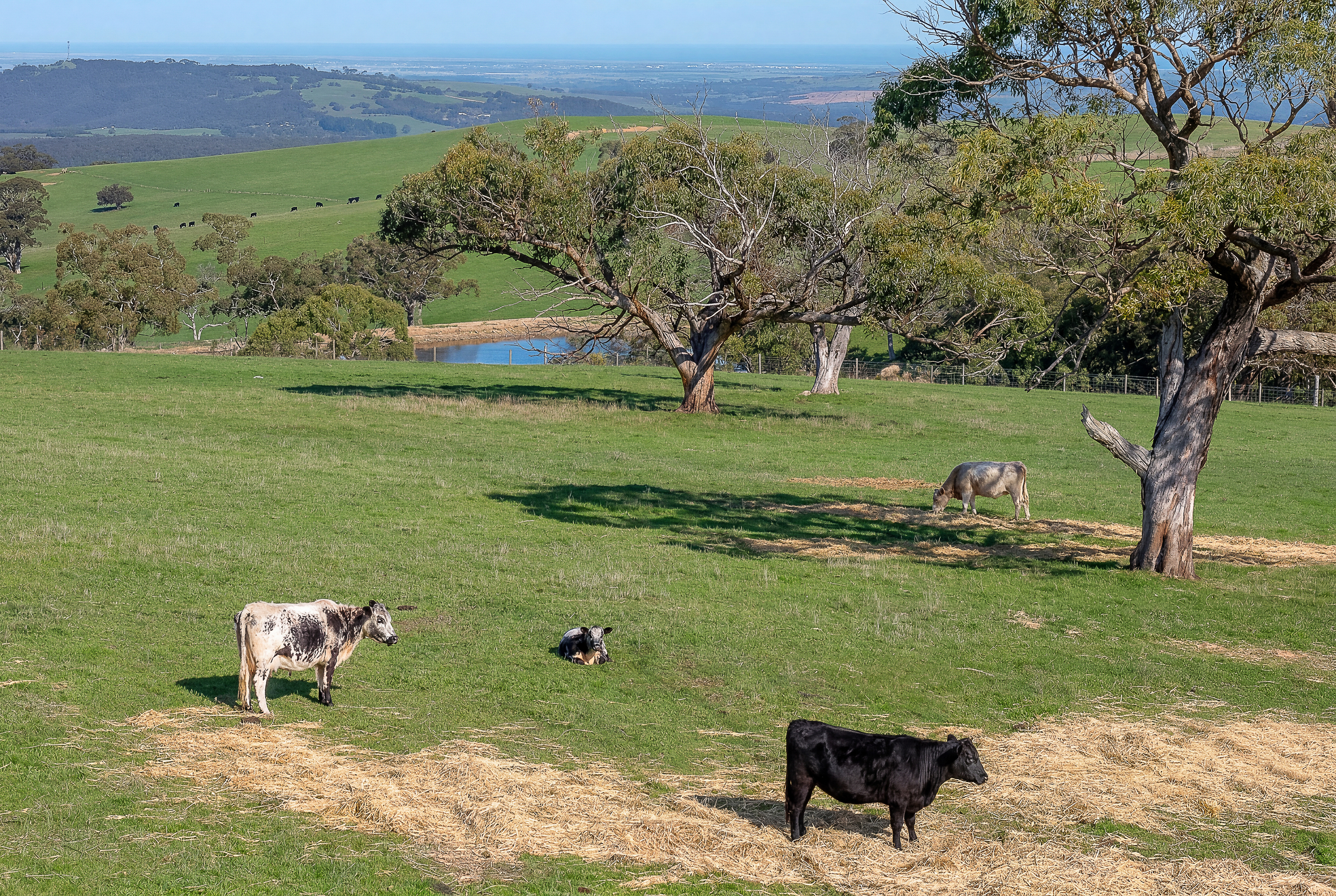 A22 Cole Crossing Road, Mount Magnificent SA, Mount Magnificent - Thumbnail 4