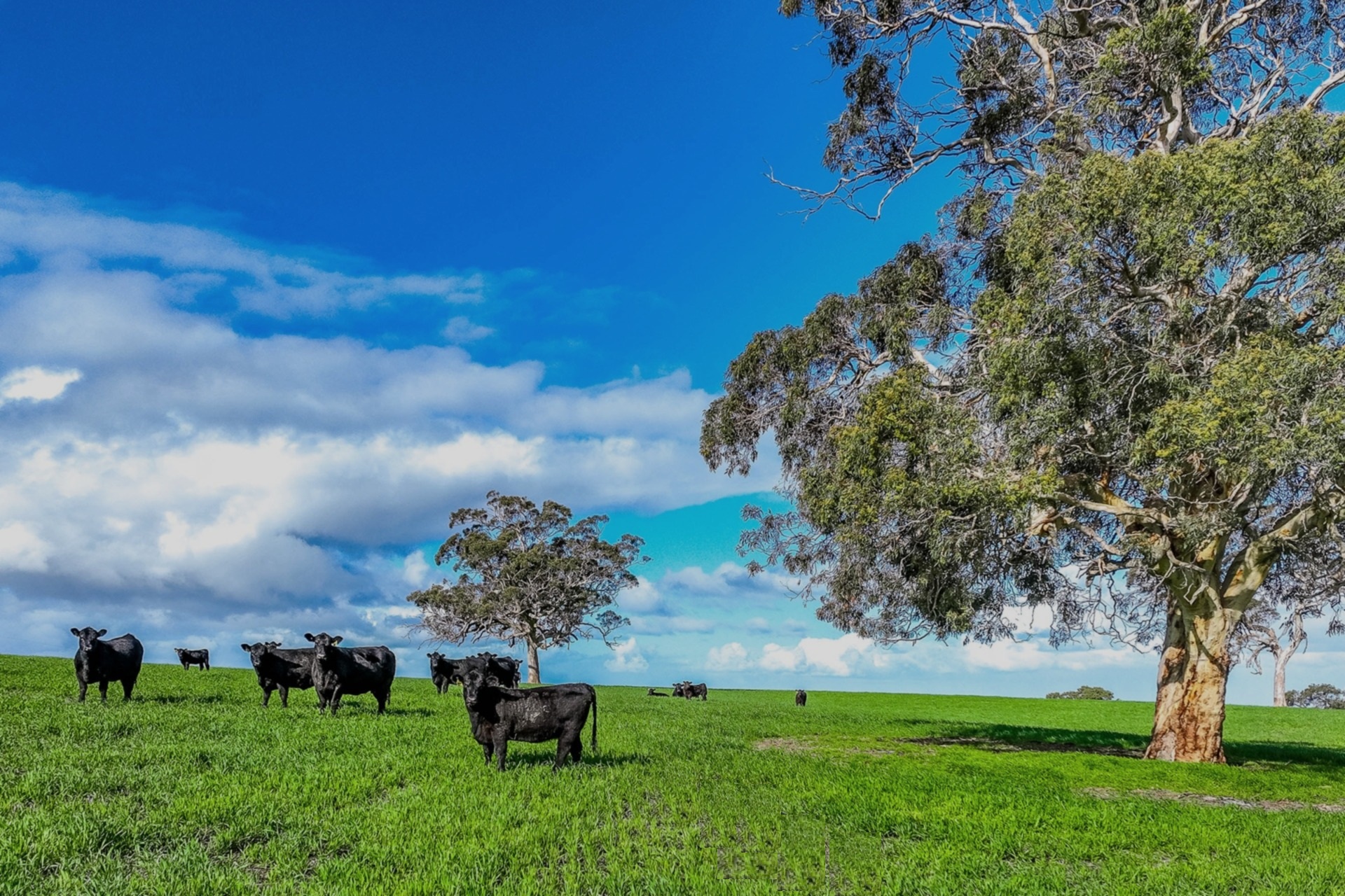 A21 Sunnydale Road, Strathalbyn - Image 1