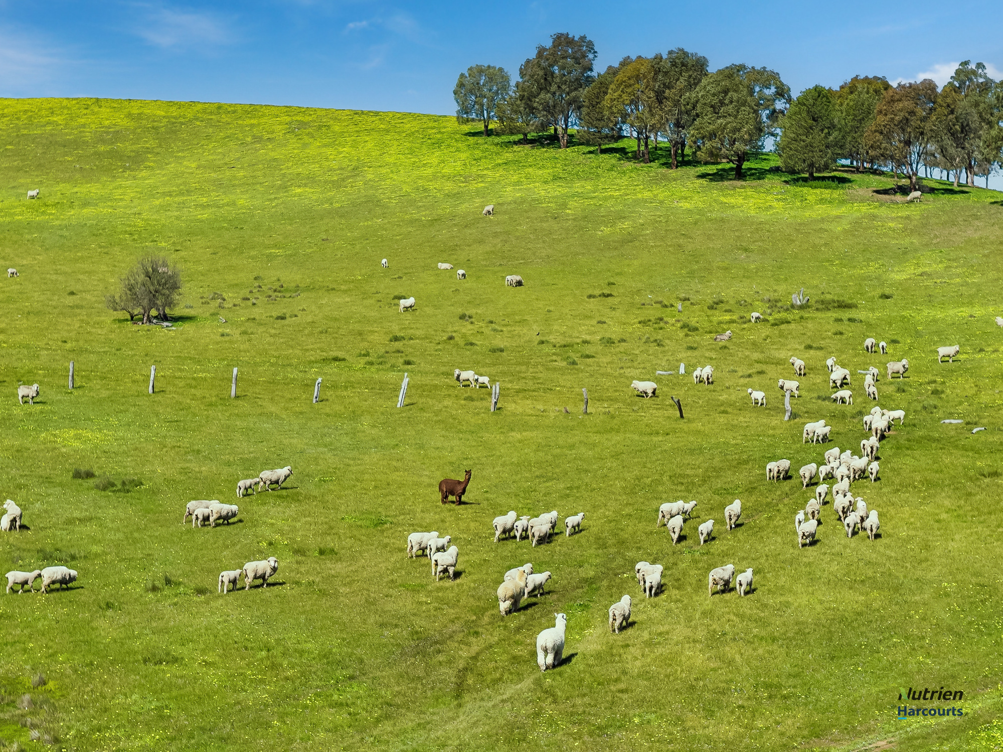 1924 Benalla Yarrawonga Road, Bungeet West For Sale by Farmbuy.com - image 5
