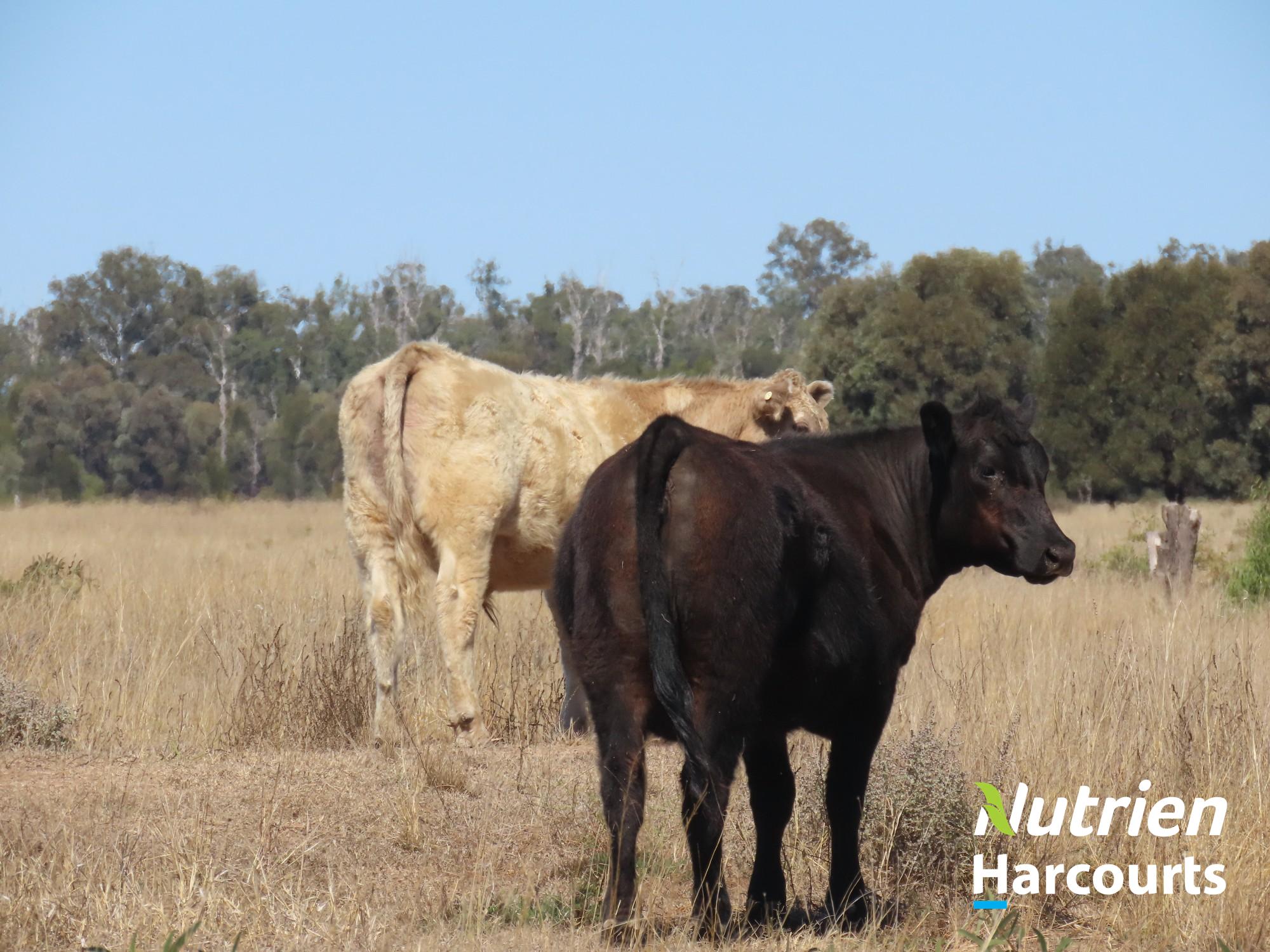 "Sixty-Two" Rennicks Road, Chinchilla Auction by Farmbuy.com - image 3