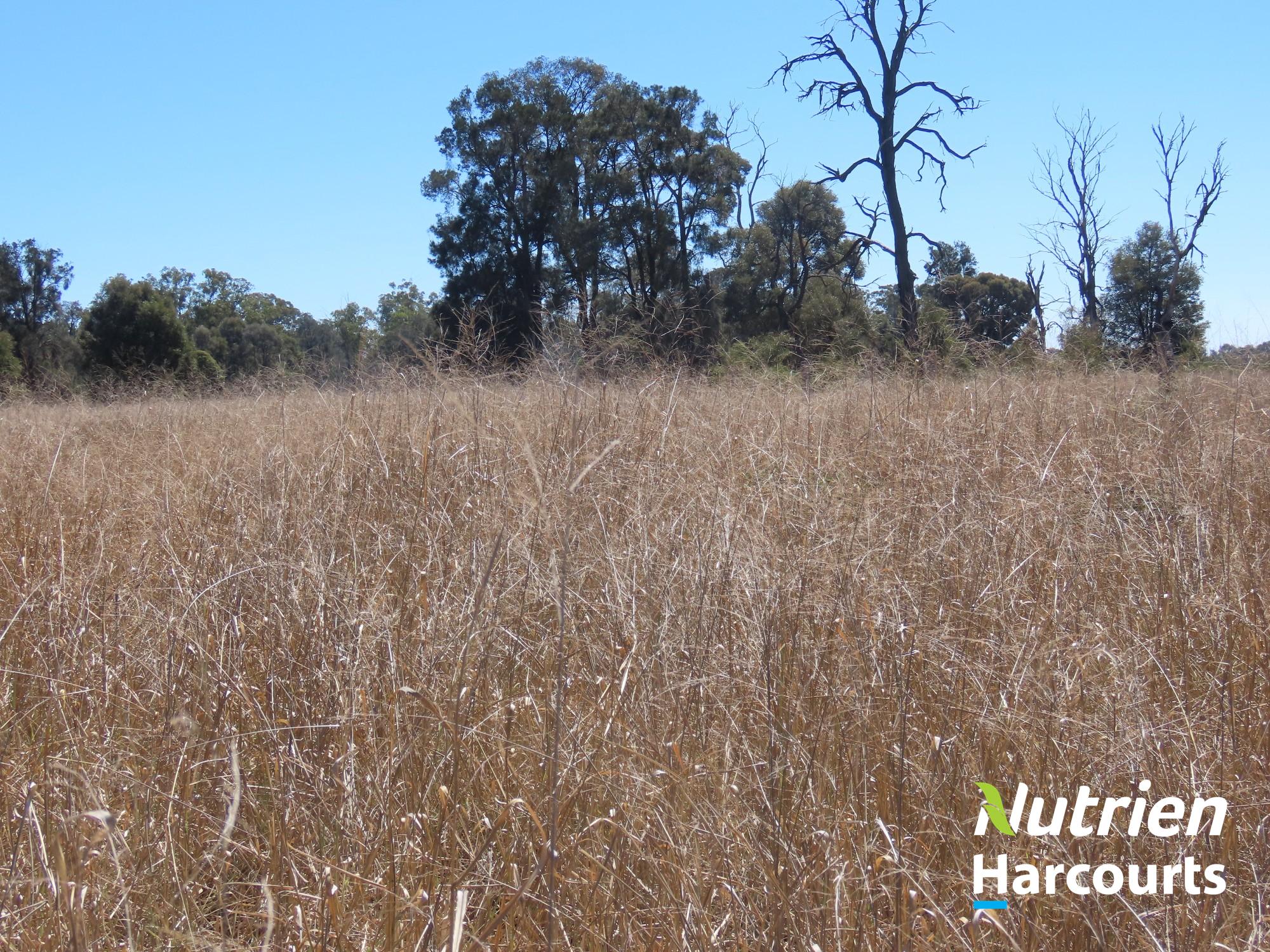 Farm Auction - QLD - Chinchilla - 4413 - "Sixty-Two" - Perfect Starter or Add-on Cattle Block 