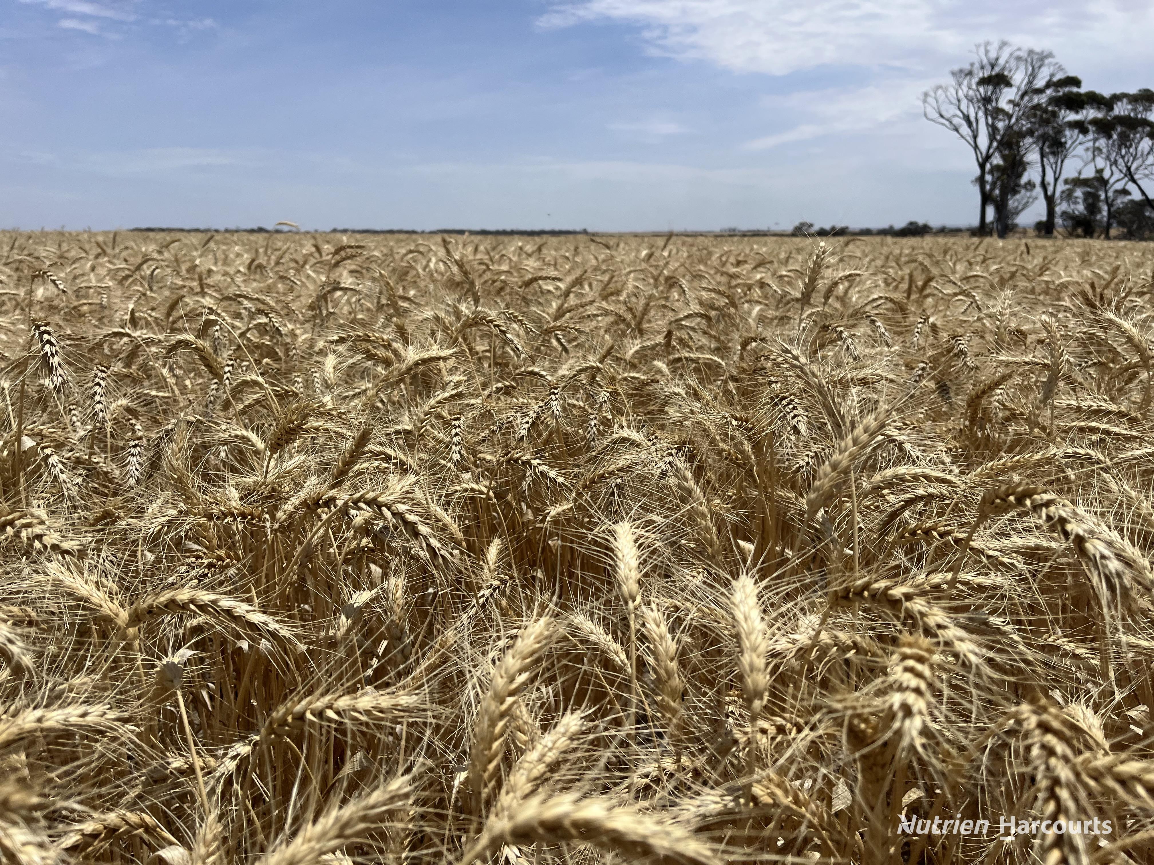 &period; 'Wilson Downs', Cunderdin WA 6407