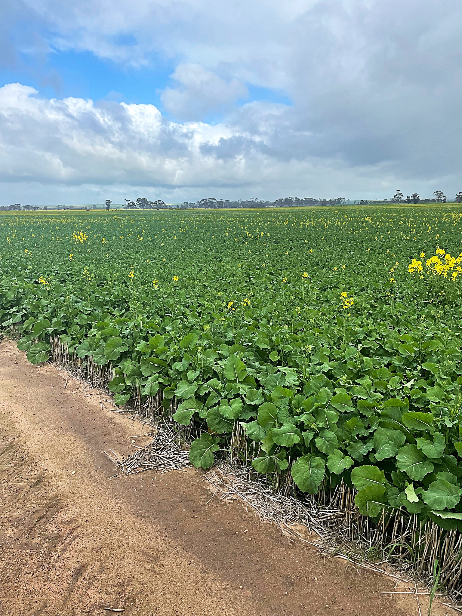 &period; 'Jurocken & Corrylyn', Dowerin WA 6461