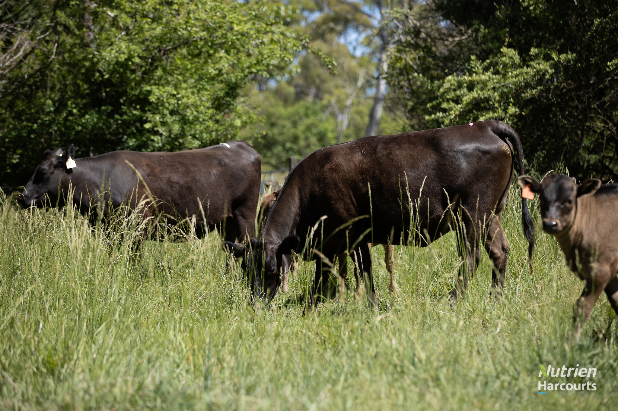 40 Roseneath Lane, Armidale For Sale by Farmbuy.com - image 27