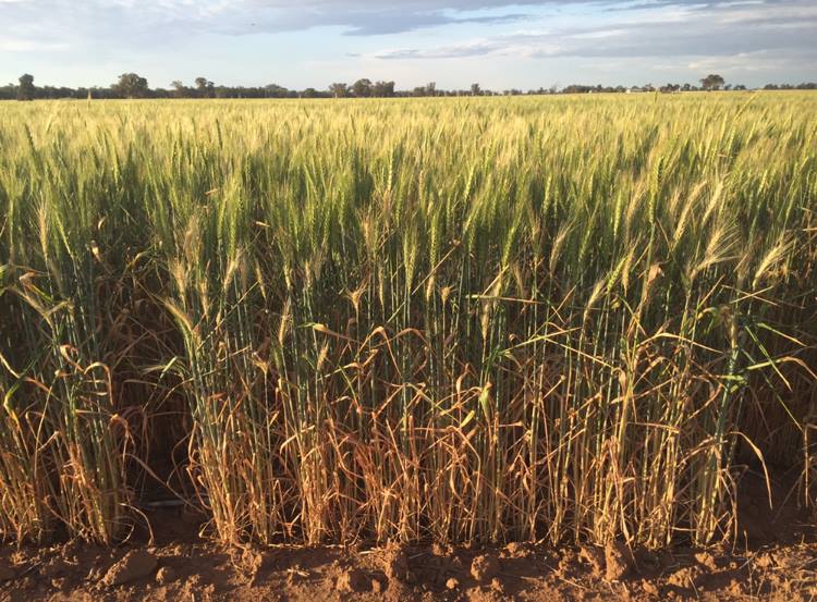 325 Tralee Lane, Peak Hill NSW 2869