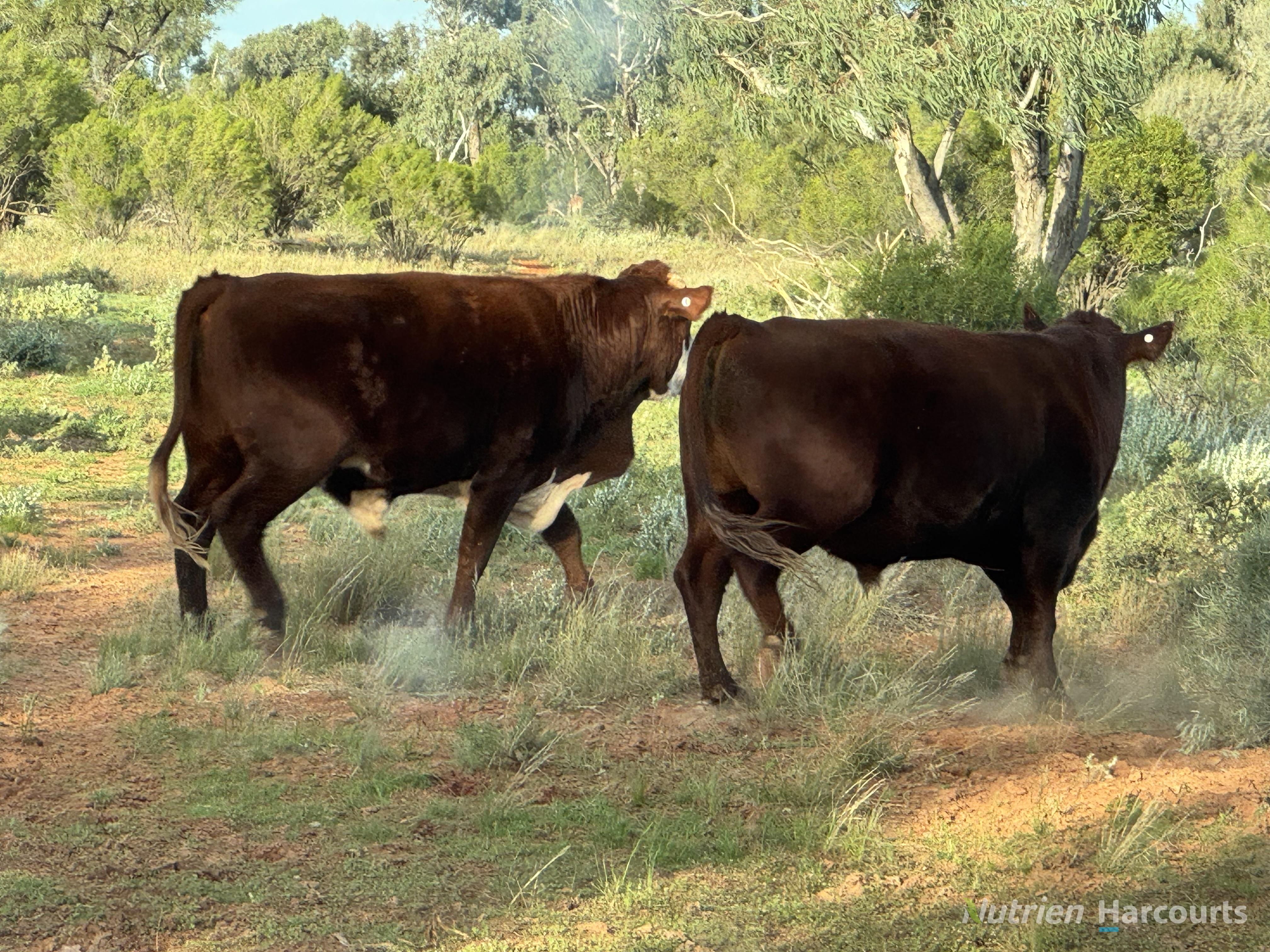 &ast; Borrona Downs Station, Broken Hill NSW 2880