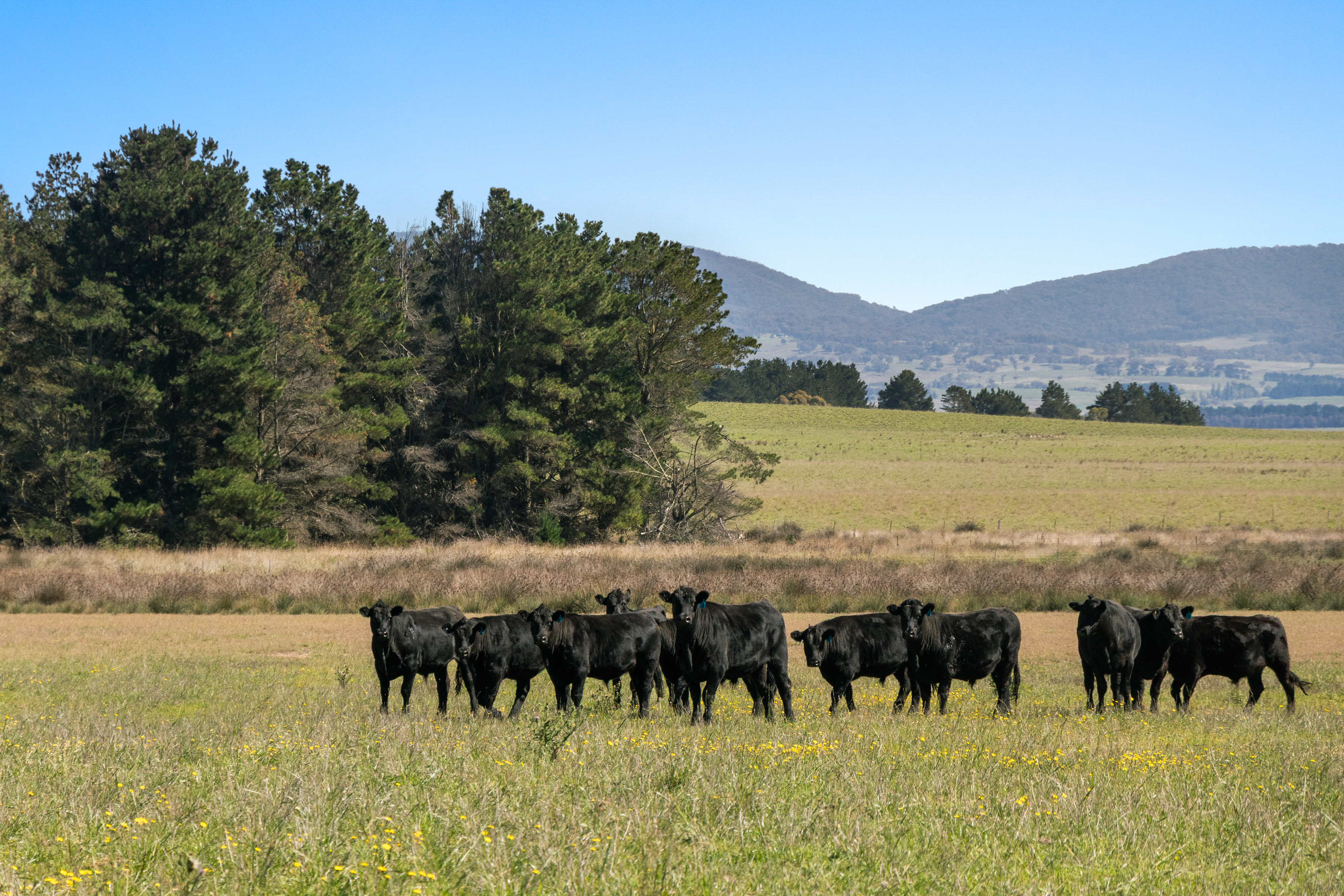 749 Glenoval Road, Lake Bathurst For Sale by Farmbuy.com - image 35