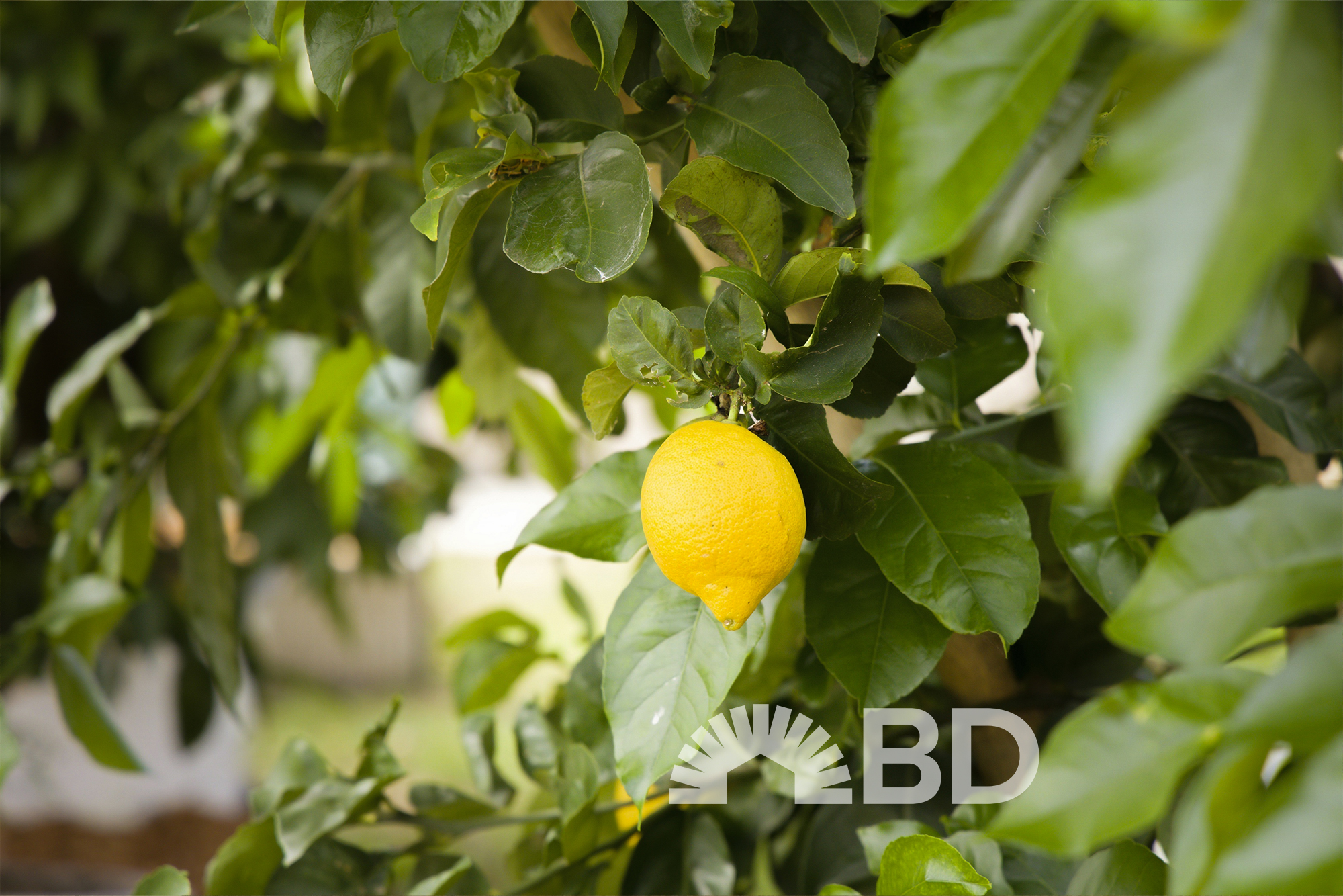 14 Avon Avenue, Banksia Beach QLD