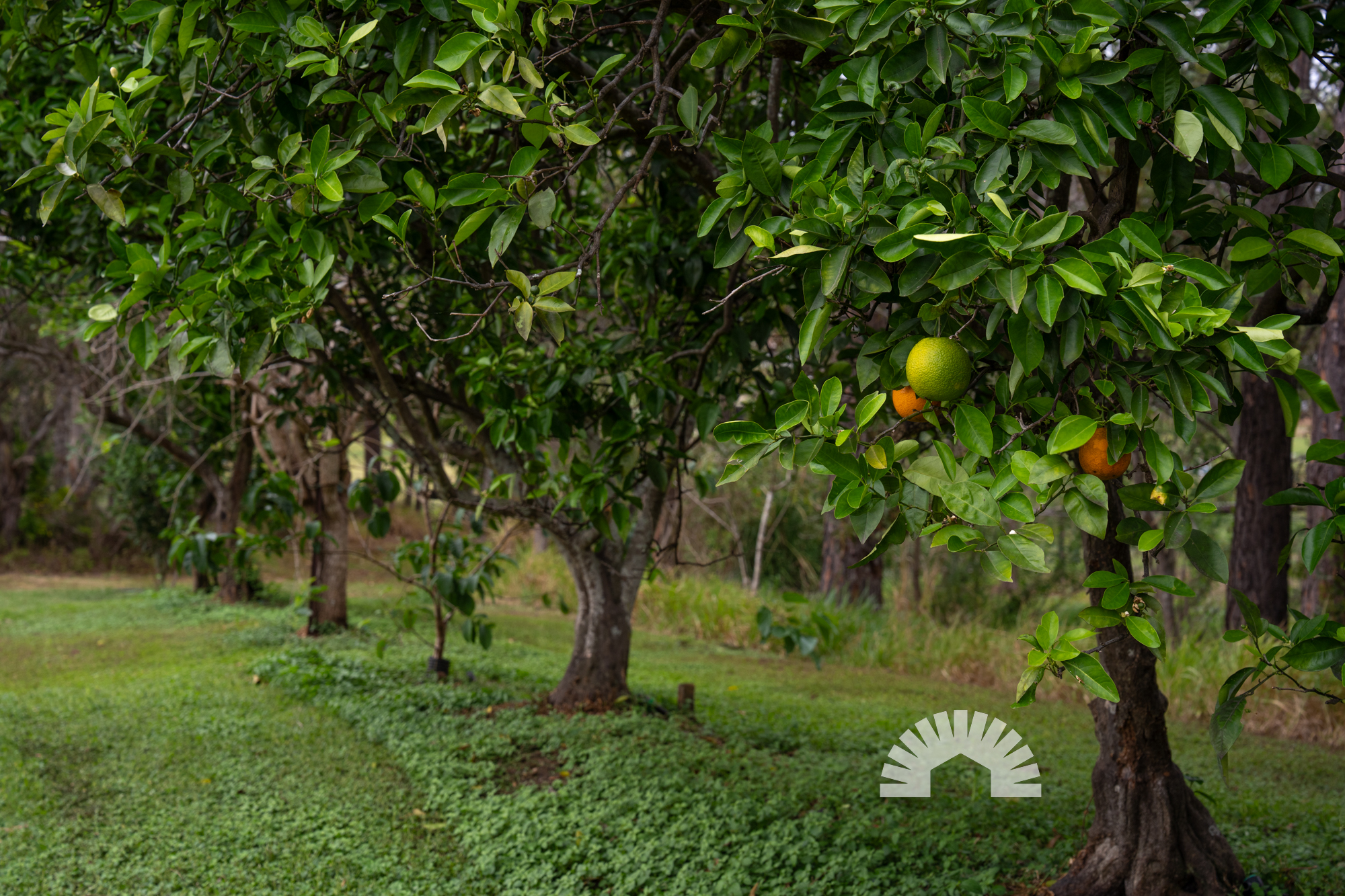 99 Homestead Road, Morayfield QLD