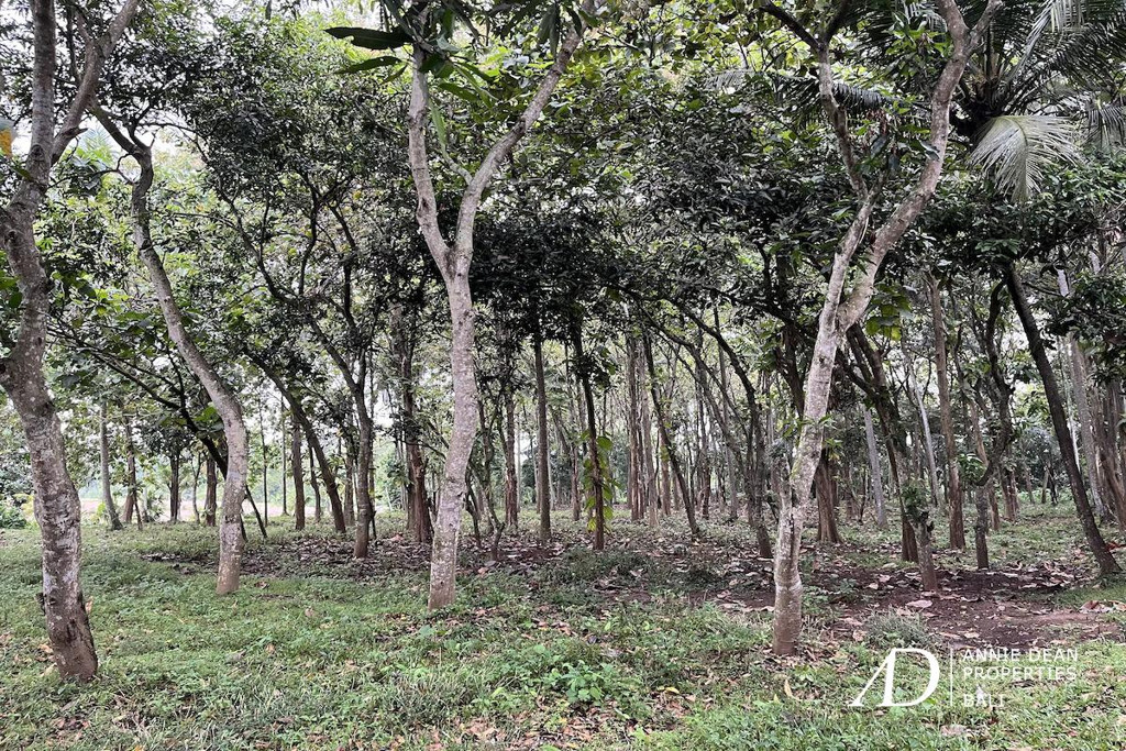 FREEHOLD GOOD DEAL LAND IN KABA KABA 1.94 HA 