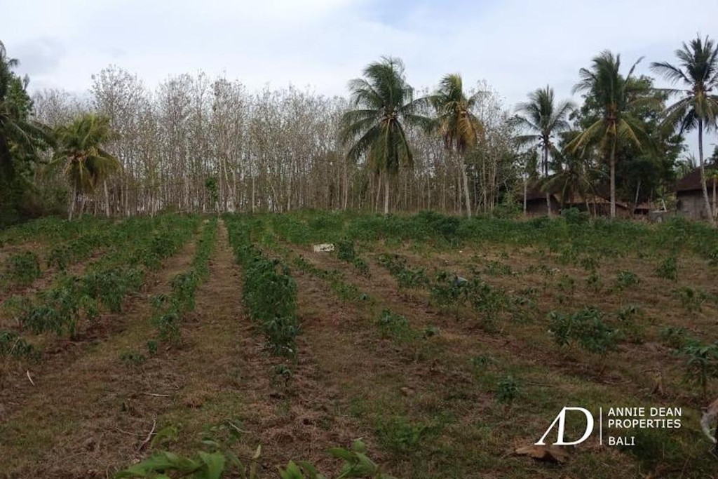 FREEHOLD BEACHFRONT LAND IN MELAYA, JEMBRANA (6,140 M2 )