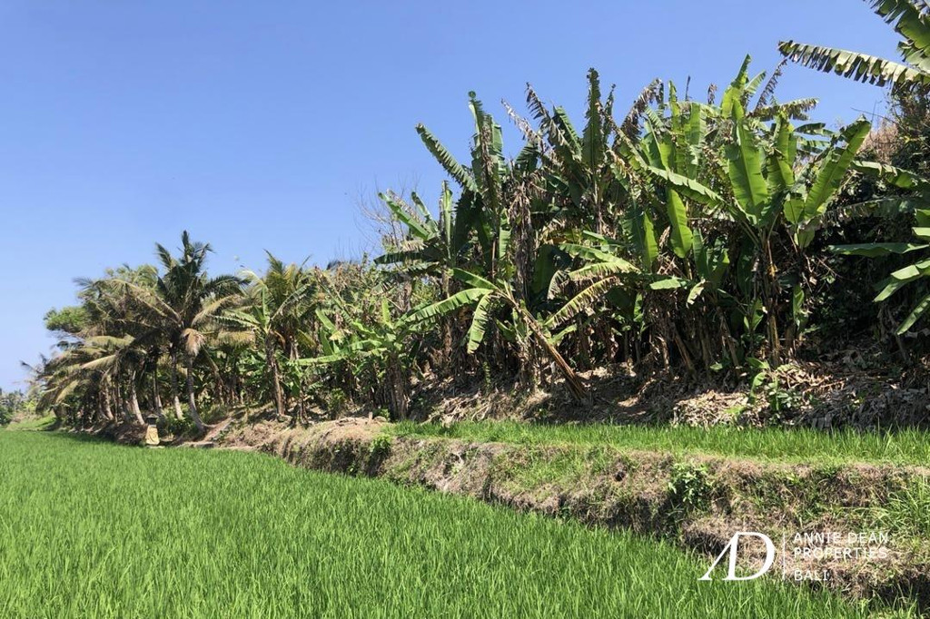 FREEHOLD BEACHFRONT LAND IN PEKUTATAN (3,000 M2) IN TOURISM ZONE