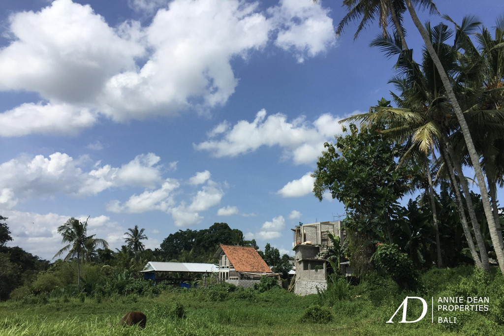 FREEHOLD LAND IN BONGAN, TABANAN ( 5,300 M2) WITH PRIVATE ROAD ACCESS