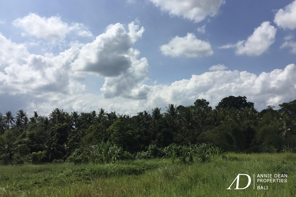 FREEHOLD LAND IN BONGAN, TABANAN ( 5,300 M2) WITH PRIVATE ROAD ACCESS