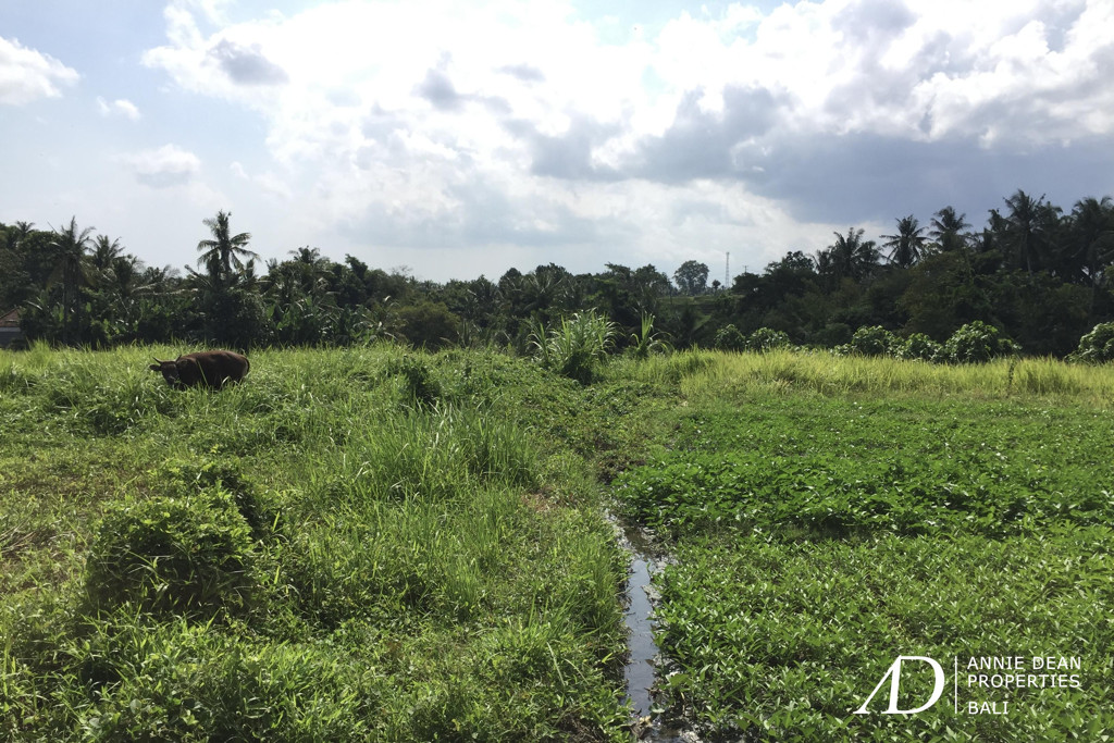 FREEHOLD LAND IN BONGAN, TABANAN ( 5,300 M2) WITH PRIVATE ROAD ACCESS