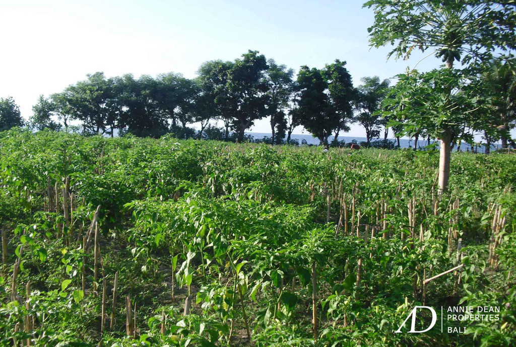 FREEHOLD BEACH FRONT LAND IN SINGARAJA ( 5,64 HA ) 