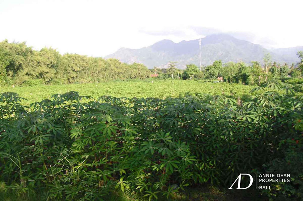 FREEHOLD BEACH FRONT LAND IN SINGARAJA ( 5,64 HA ) 