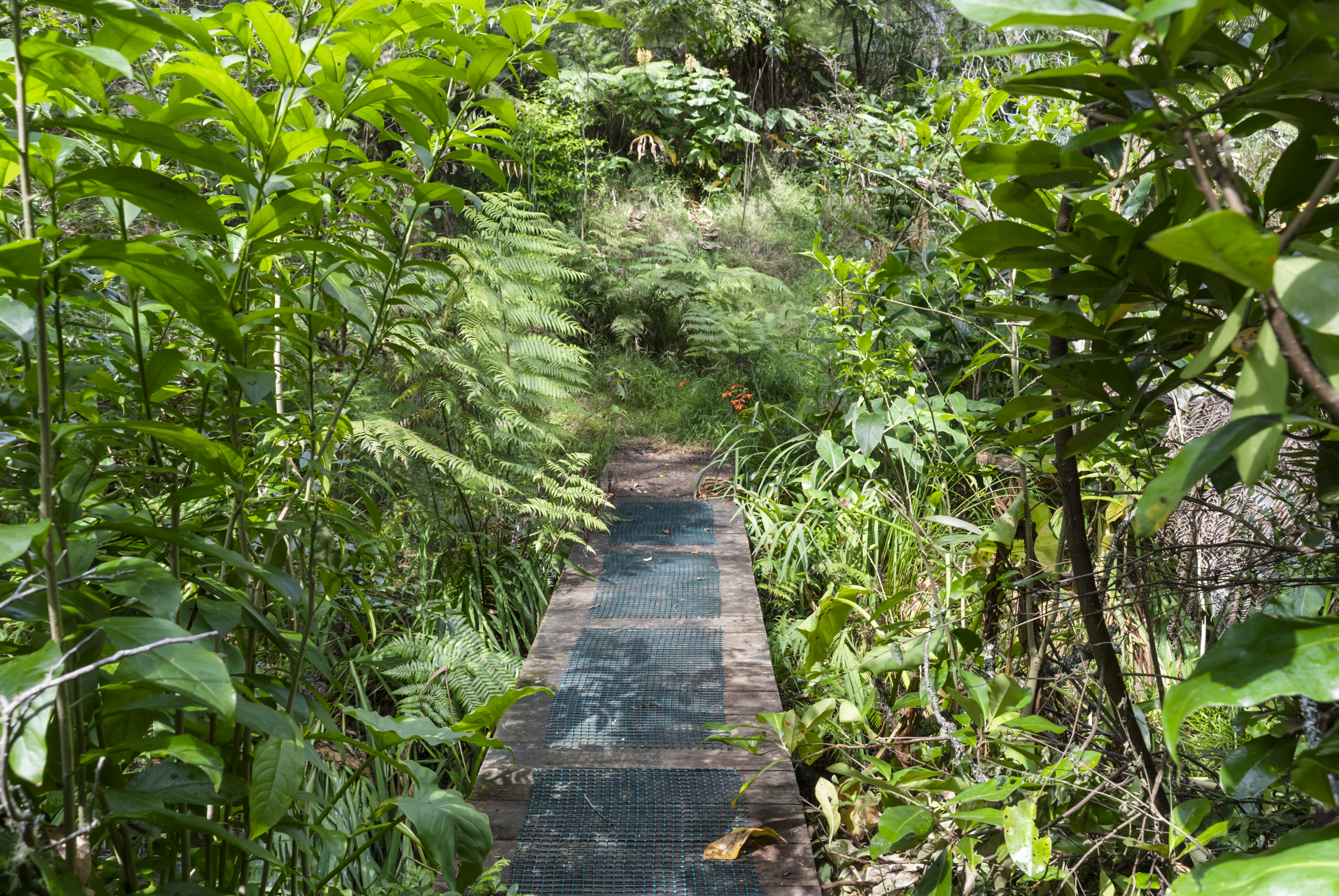 126 Candia Road, Henderson Valley