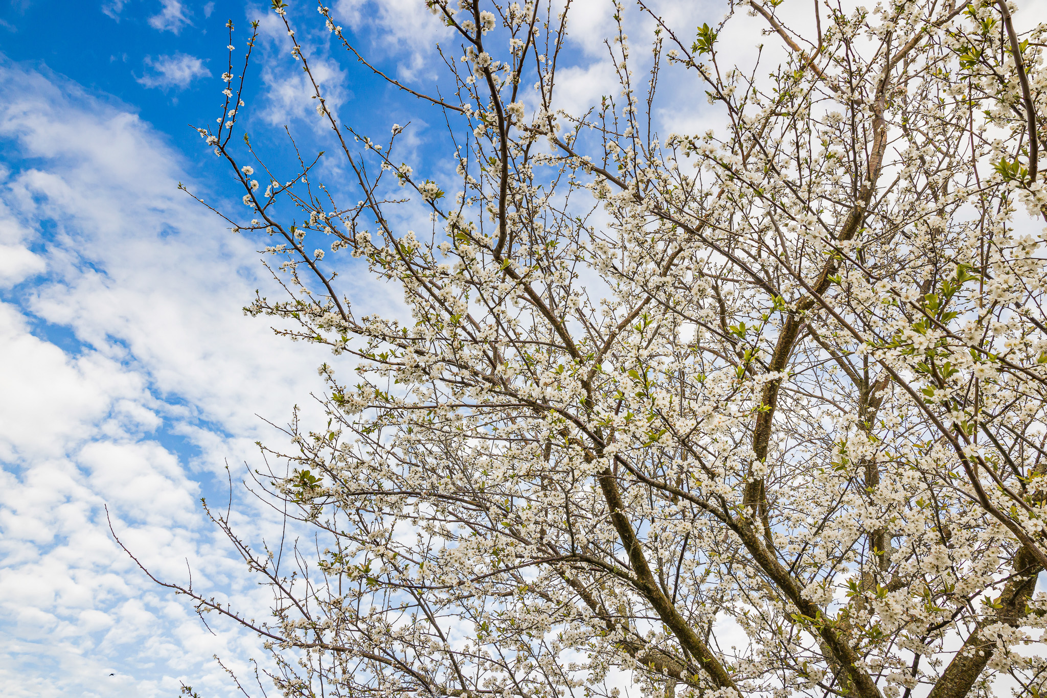 4 Anna Lane, Glen Eden