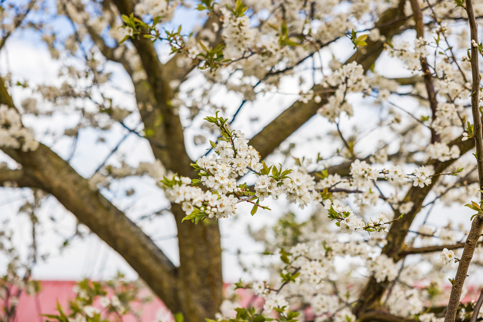 4 Anna Lane, Glen Eden