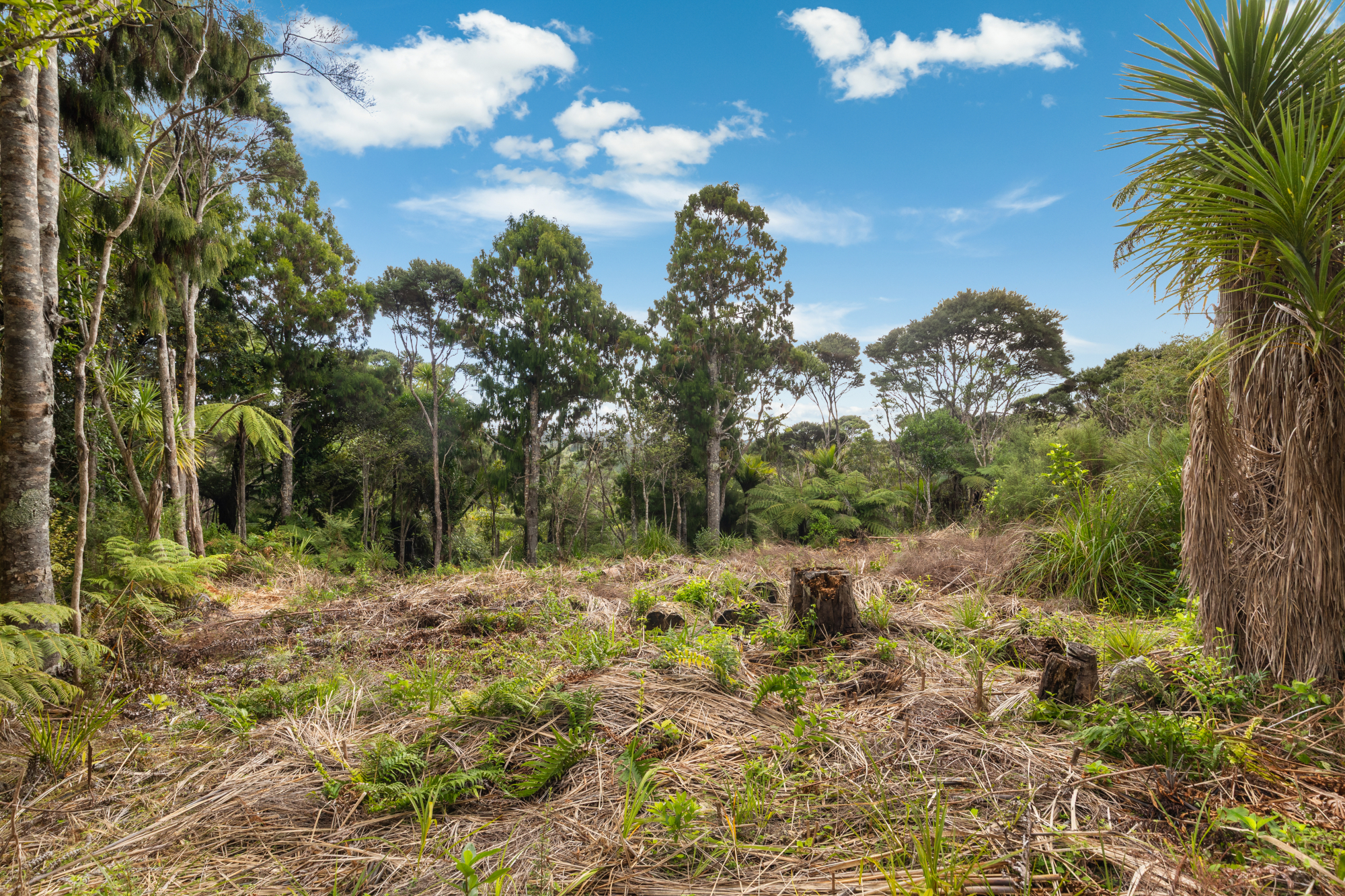 254 Piha Road, Piha