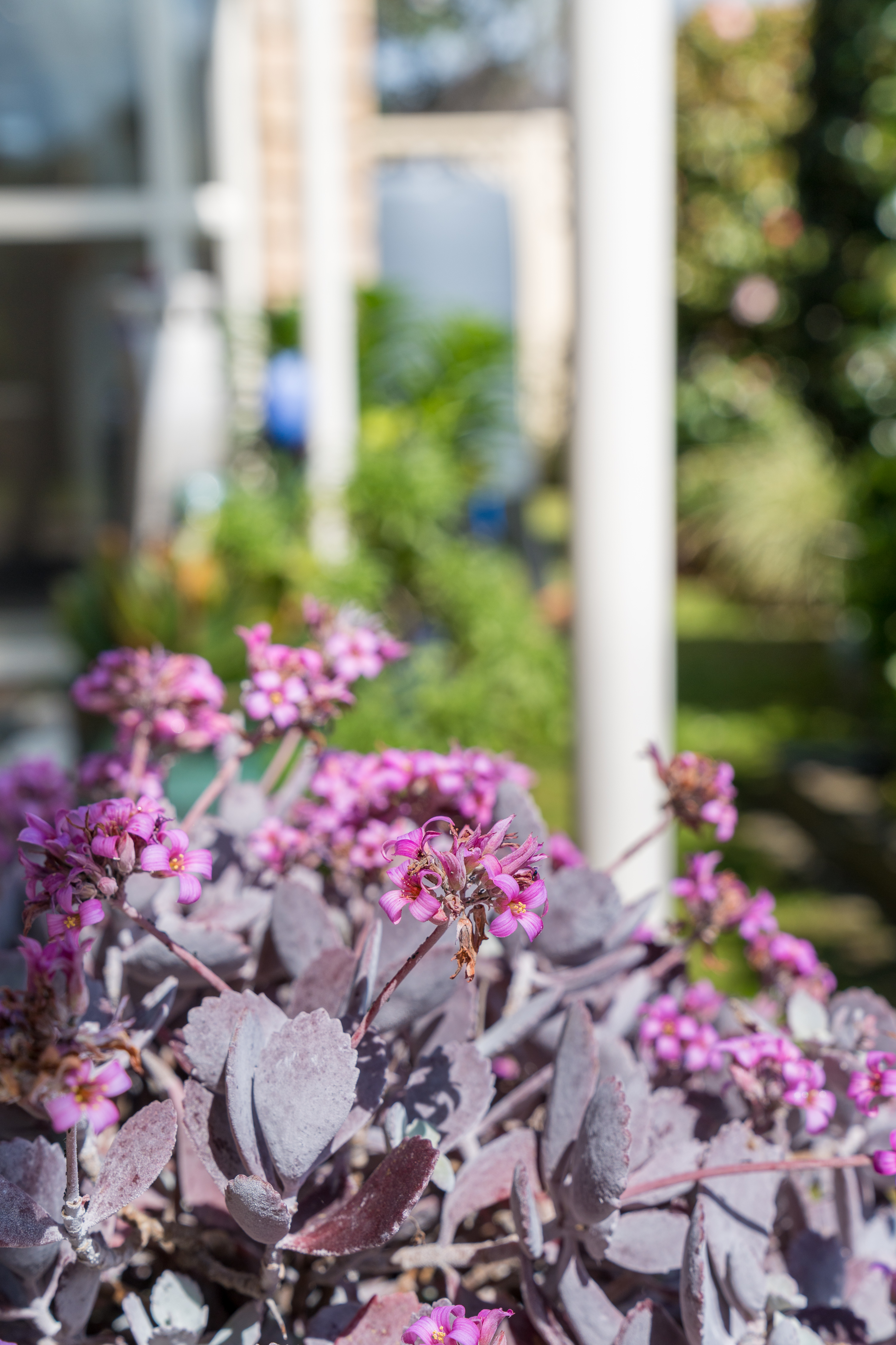 8 Espalier Drive, Henderson Heights