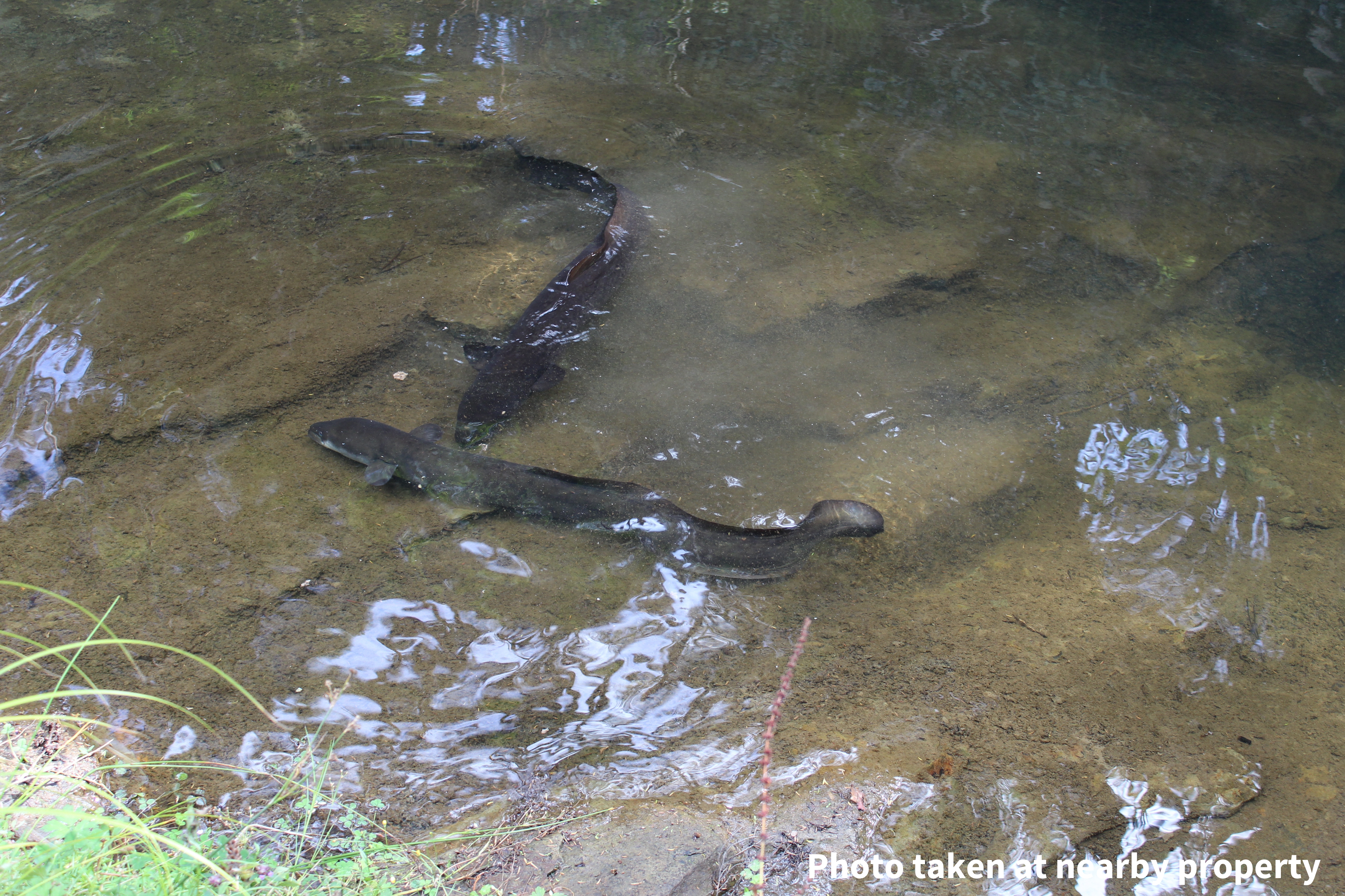 411a Henderson Valley Road, Henderson Valley