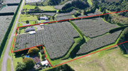 Classic green kiwifruit orchard