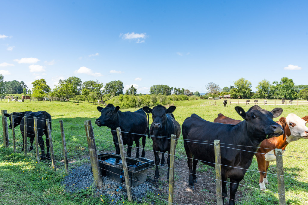 449 Ngaruawahia Road, Te Kowhai