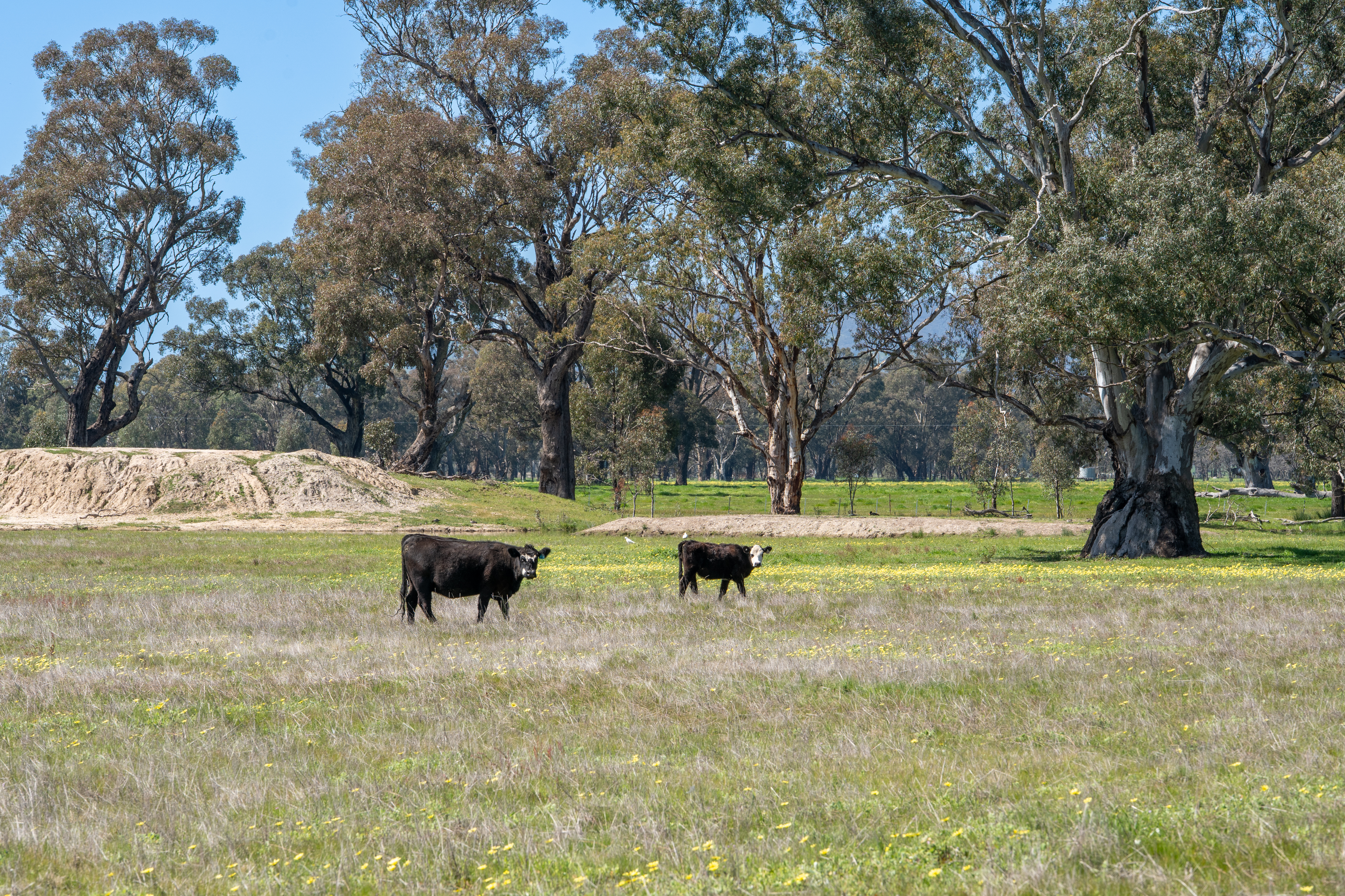 613 Old Euroa Road, Balmattum For Sale by Farmbuy.com - image 32