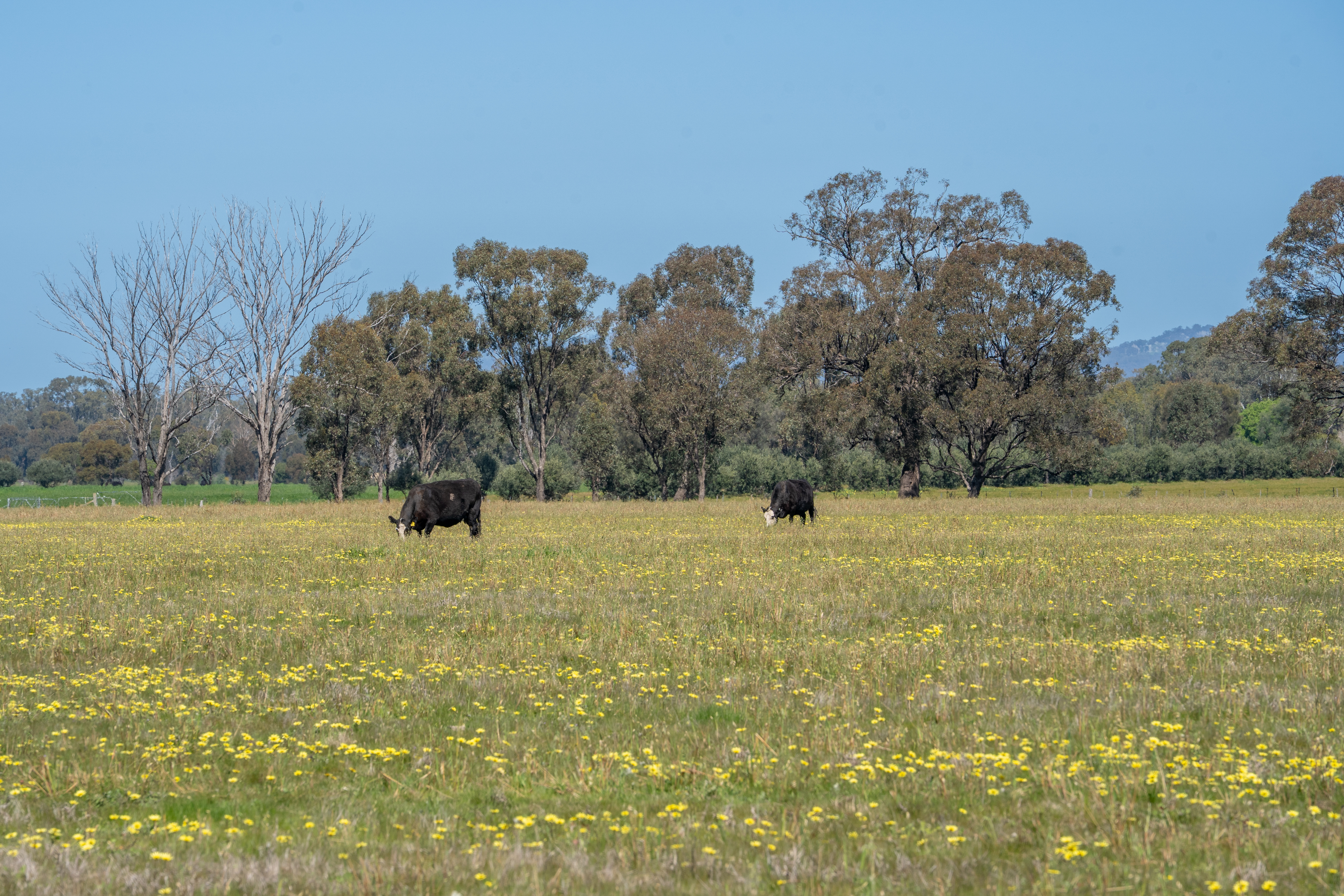 613 Old Euroa Road, Balmattum For Sale by Farmbuy.com - image 33