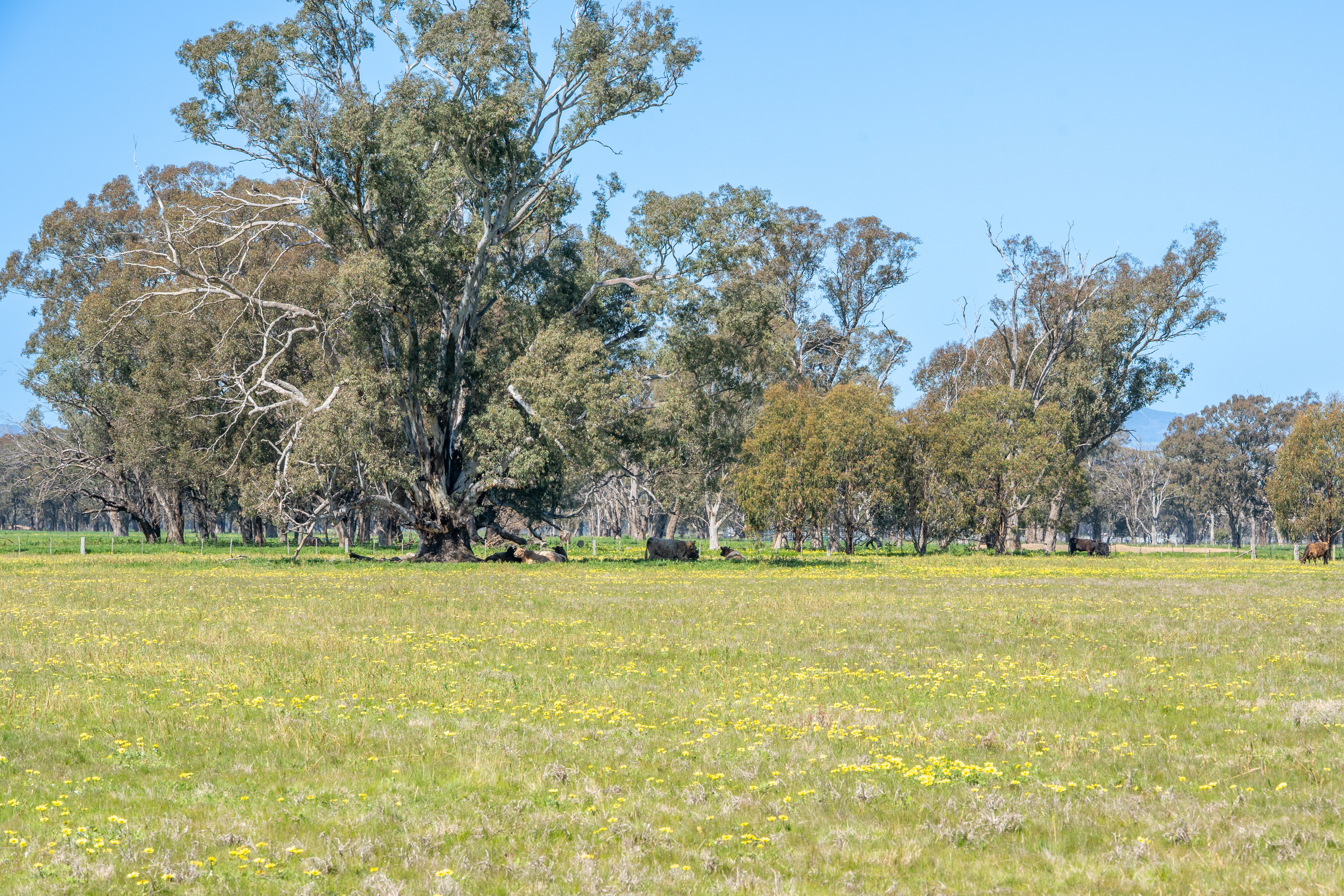 613 Old Euroa Road, Balmattum For Sale by Farmbuy.com - image 34