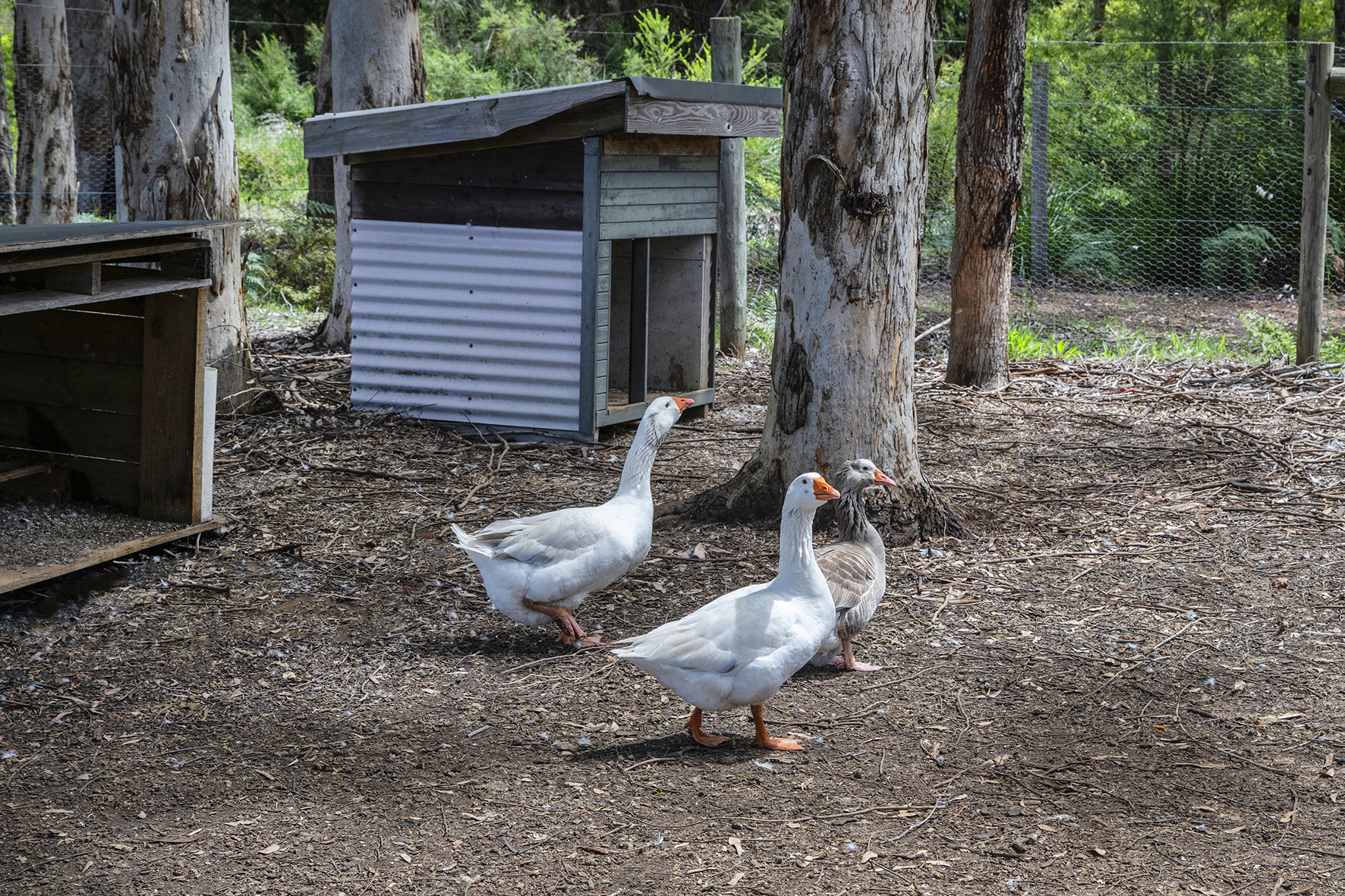 31 Sebbes Road, Forest Grove For Sale by Farmbuy.com - image 31